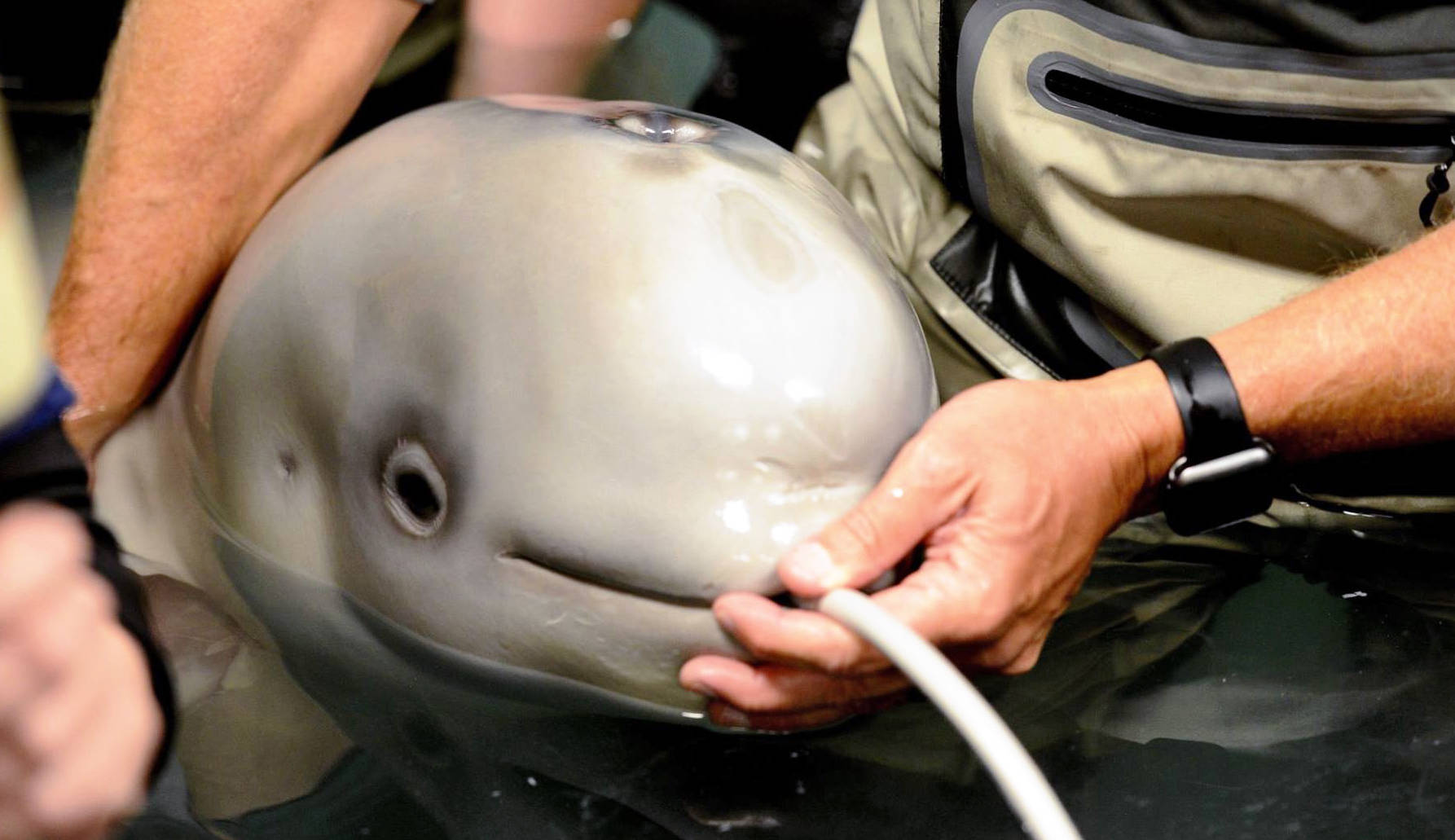 Volunteers at the Alaska SeaLife Center feed a milk and electrolyte mix to a beluga calf, rescued on Sept. 30 after being stranded in Trading Bay, by holding a tube to its lips (a method they’ve found works better than bottle-feeding) on Friday, Oct. 6 in Seward, Alaska. The calf is the first Cook Inlet beluga under human care. Activities in this picture have been authorized by NOAA’s Marine Mammal Health and Stranding Response Program under the Marine Mammal Protection Act/Endangered Species Act