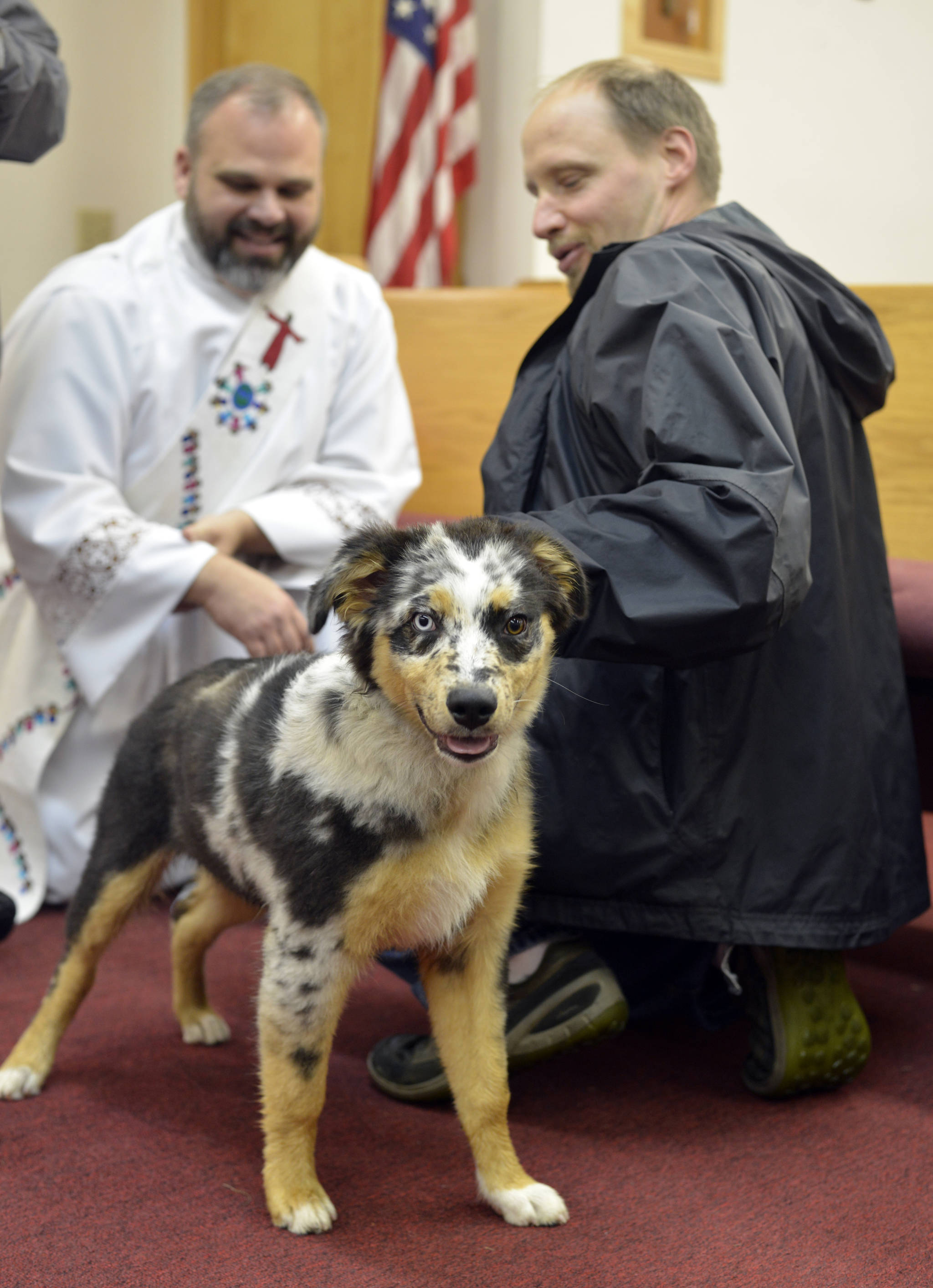Deacon Kevin Woodvine of Our Lady of Angels Church in Kenai blesses Max the Australian shepherd while Max’s owner Jon Wolhlers tries to keep the puppy still at St. Francis by the Sea in Kenai, Alaska on Sunday, October 8, 2017 during the Blessing of the Animals. (Photo by Kat Sorensen/Peninsula Clarion)