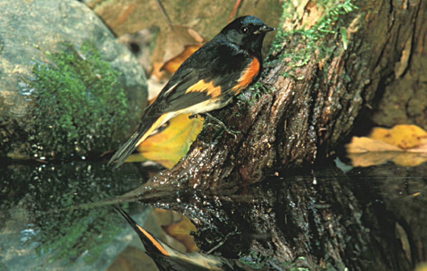 The American Redstart currently breeds in eastern United States and southern Canada, but climate warming may make the Kenai Peninsula a suitable place for it to live by the end of this century. (Photo by S. Maslowski, USFWS)