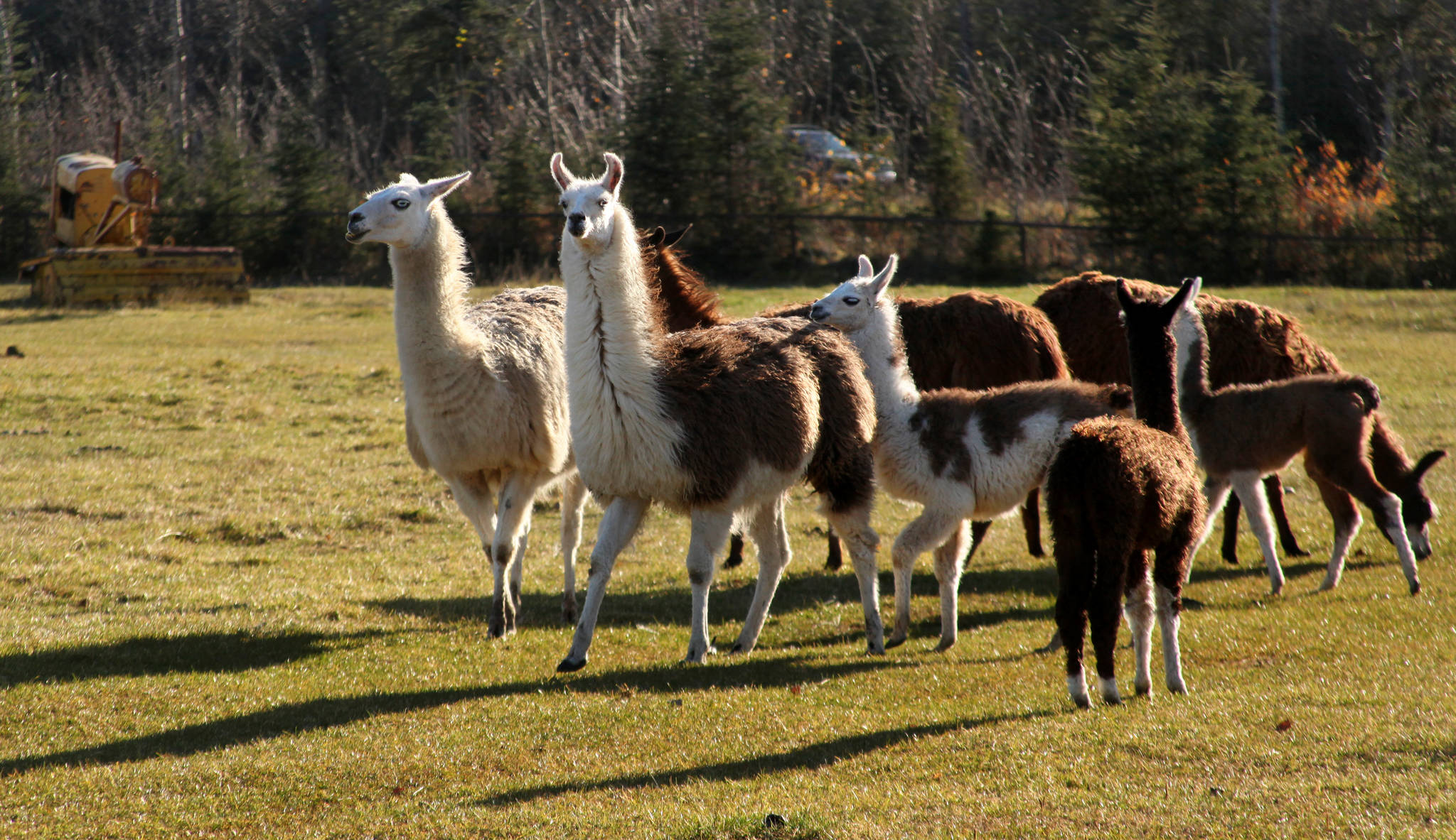 Llamas graze in the pasture of Diamond M Ranch Resort on Tuesday near Kenai. Three calves were born this summer to the herd that Diamond M owners Ronna and Blair Martin have kept since the 1990s. Though members of the Martin family have made yarn and felt hats from llama wool, taken them as pack animals on camping trips, and occassionally harvested one for meat, the llamas are mostly “exotic lawn ornaments,” Ronna Martin said. (Photos by Ben Boettger/Peninsula Clarion)