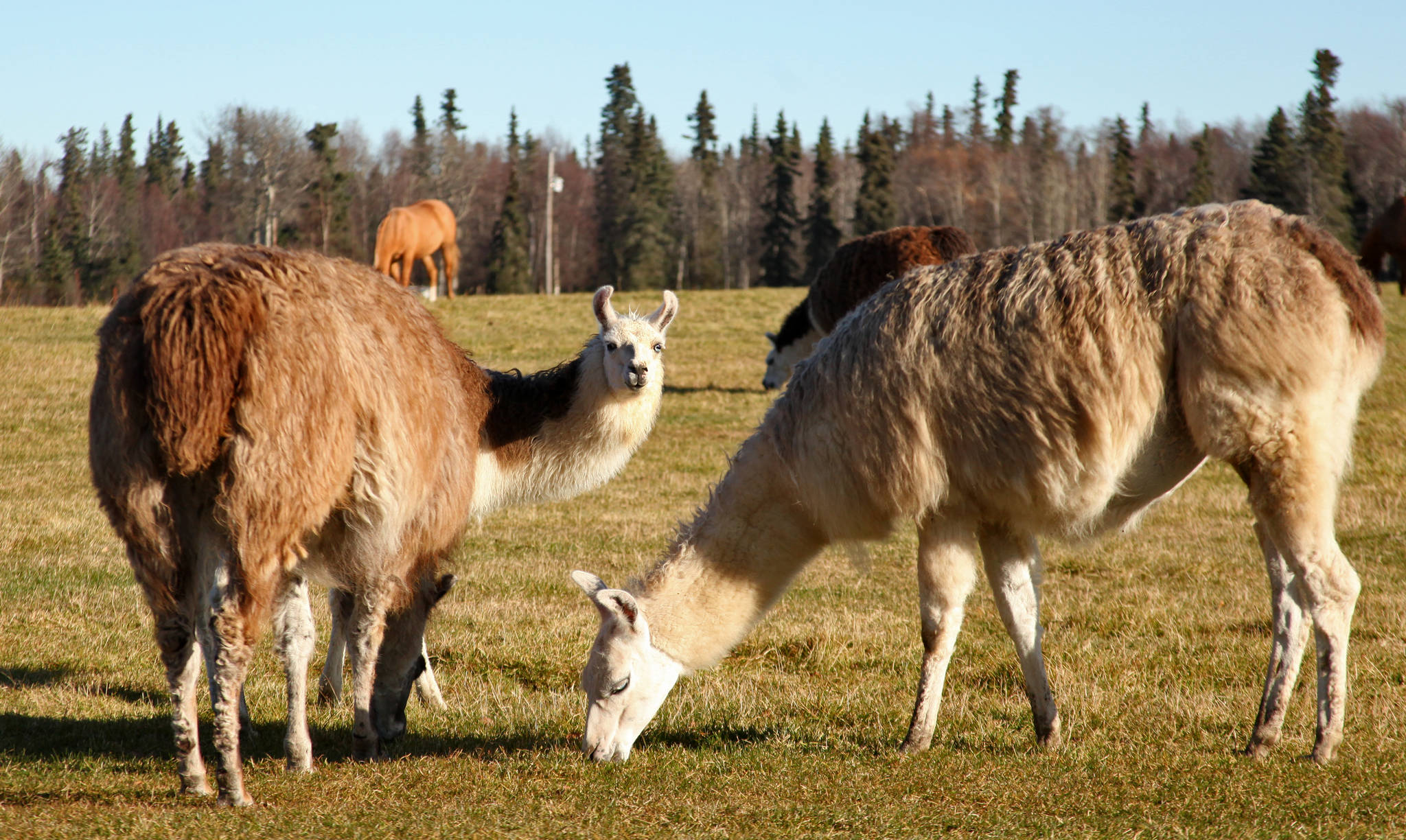 Llamas graze in the pasture of Diamond M Ranch Resort on Tuesday, Oct. 17, 2017 near Kenai, Alaska. Three calves were born this summer to the herd that Diamond M owners Ronna and Blair Martin have kept since the 1990s. Though members of the Martin family have made yarn and felt hats from llama wool, taken them as pack animals on camping trips, and occassionally harvested one for meat, the llamas are mostly “exotic lawn ornaments,” Ronna Martin said.