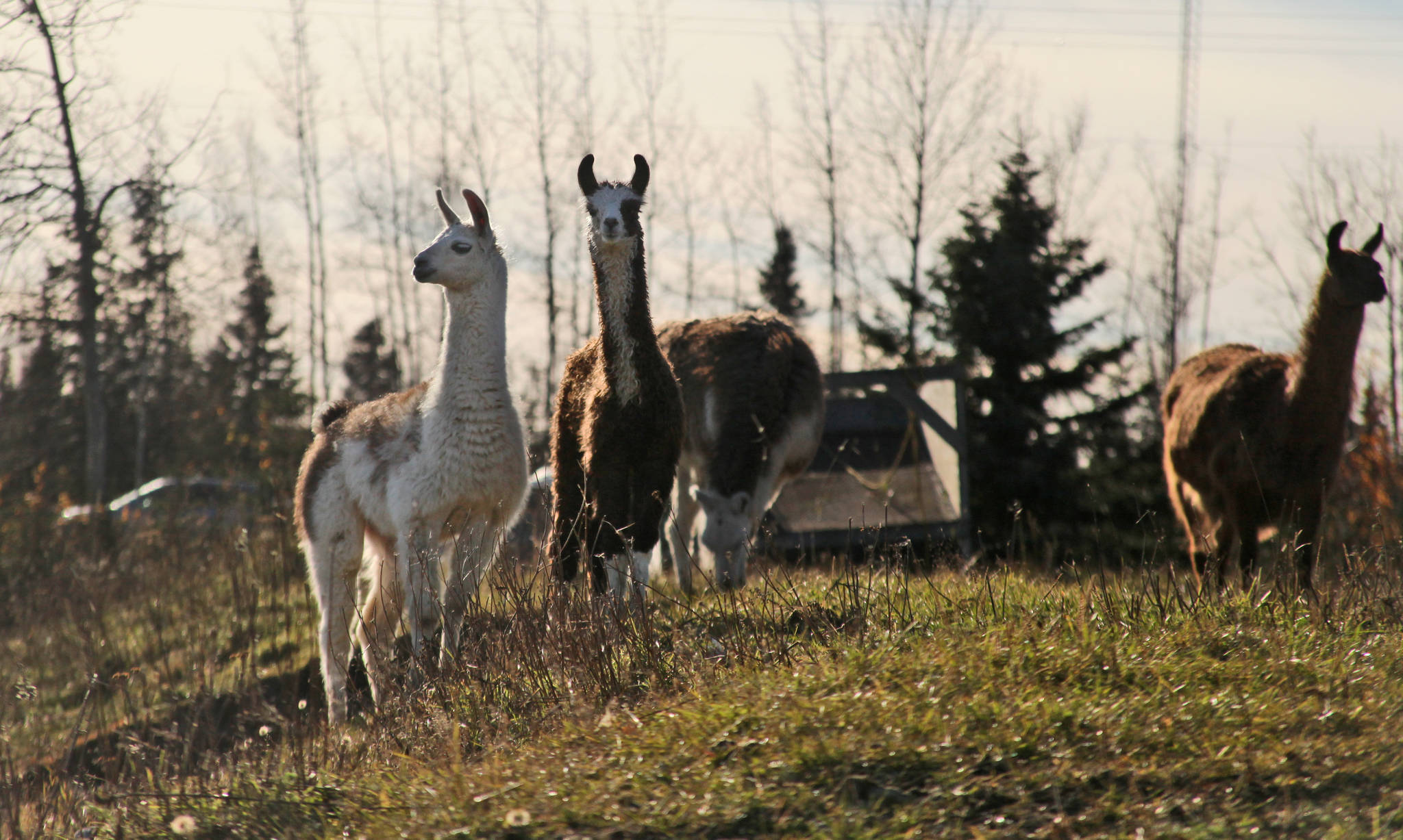 Llamas graze in the pasture of Diamond M Ranch Resort on Tuesday near Kenai. Three calves were born this summer to the herd that Diamond M owners Ronna and Blair Martin have kept since the 1990s. Though members of the Martin family have made yarn and felt hats from llama wool, taken them as pack animals on camping trips, and occassionally harvested one for meat, the llamas are mostly “exotic lawn ornaments,” Ronna Martin said.