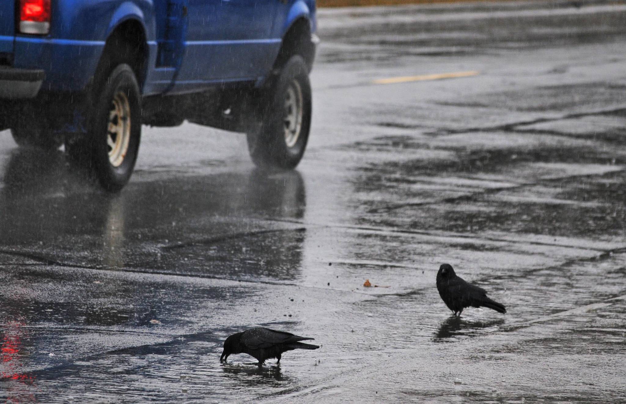 Bird bath Crows bathe in rainwater puddling in the gutter alongside Trading Bay Road on Wednesday in Kenai. Tuesday morning brought a little wet snow accumulation to the central Kenai Peninsula, but by midafternoon, temperatures had warmed and taken the snow with them, turning the precipitation to rain. The rain continued throughout Wednesday with temperatures hanging around 40. The National Weather Service is forecasting the rain to continue through Friday morning with highs staying around the mid- to upper 40s. (Photo by Elizabeth Earl/Peninsula Clarion)