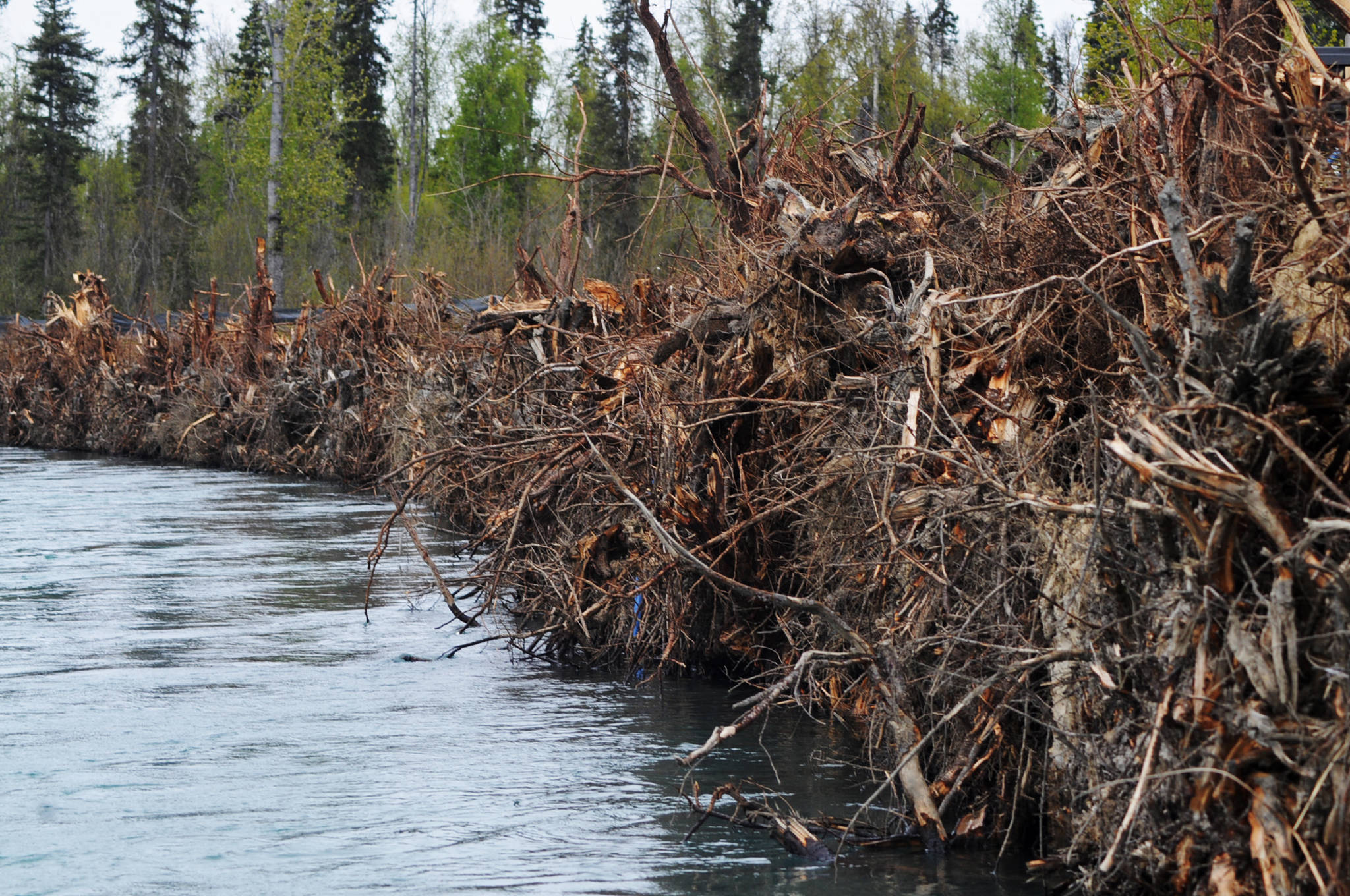 The Kenai River flows by the newly restored riverbank of Dow Island on Saturday, May 27, 2017 in Funny River, Alaska. A group of four property owners banded together this spring to install the extensive project to protect the bank of the island in the Kenai River from rapid erosion. (Elizabeth Earl/Peninsula Clarion, file)