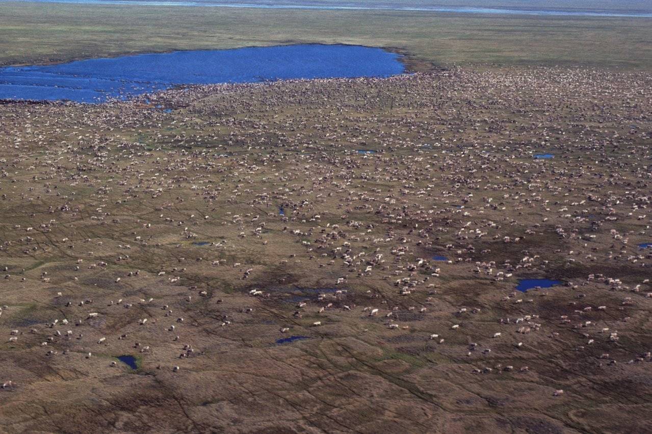 This aerial photo provided by U.S. Fish and Wildlife Service shows a herd of caribou on the Arctic National Wildlife Refuge in northeast Alaska. Alaska Sen. Lisa Murkowski says her legislation to open Alaska’s Arctic National Wildlife Refuge to oil and gas drilling would generate $2 billion in royalties over the next decade _ with half the money going to her home state. (U.S. Fish and Wildlife Service via AP)