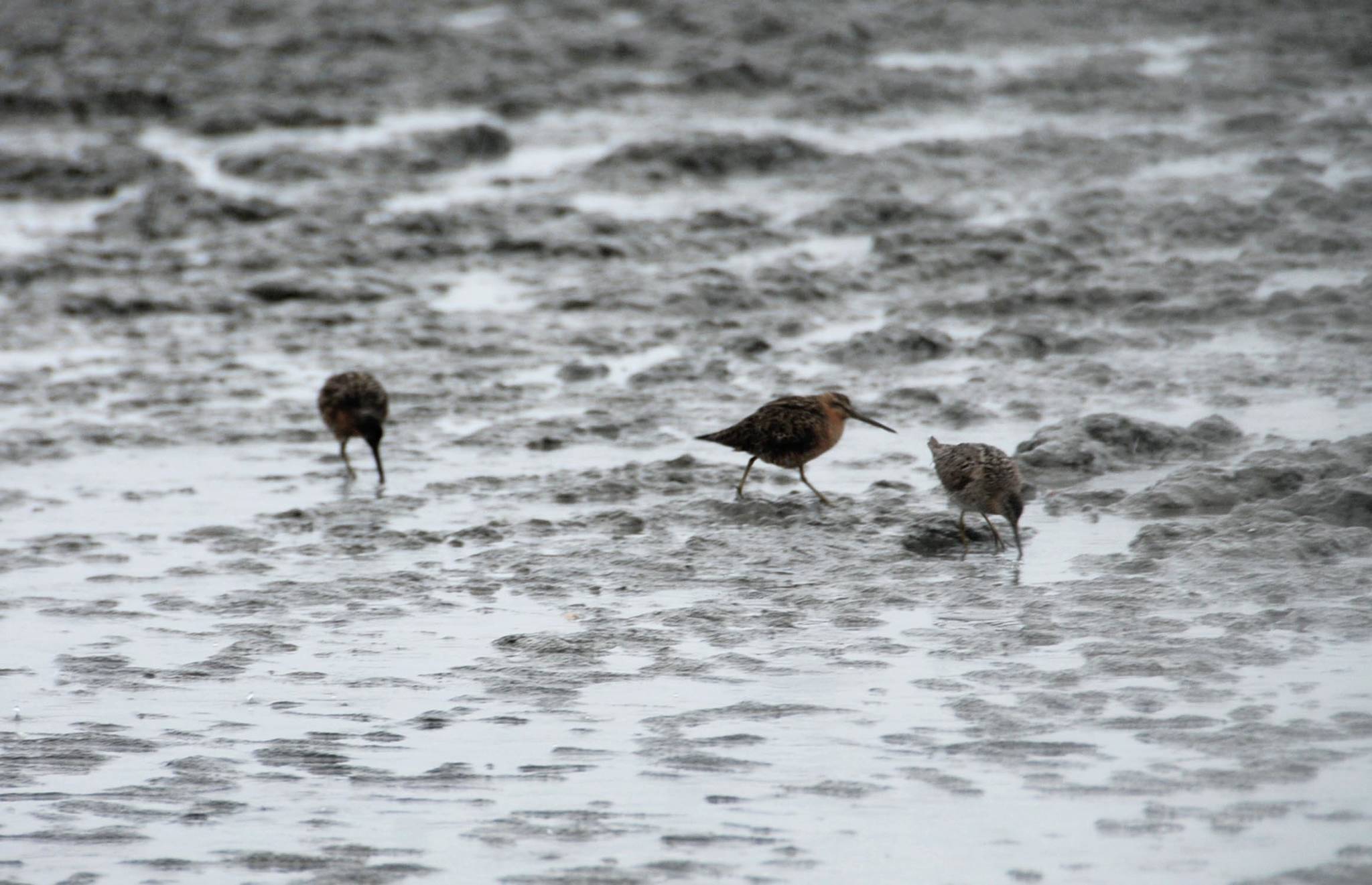 In this June 2016 photo, shorebirds search for food on a rainy day during low tide on the mud flats of the Kasilof River in Kasilof, Alaska. The Kasilof River is an important birding area throughout the year. (Photo by Elizabeth Earl/Peninsula Clarion, file)