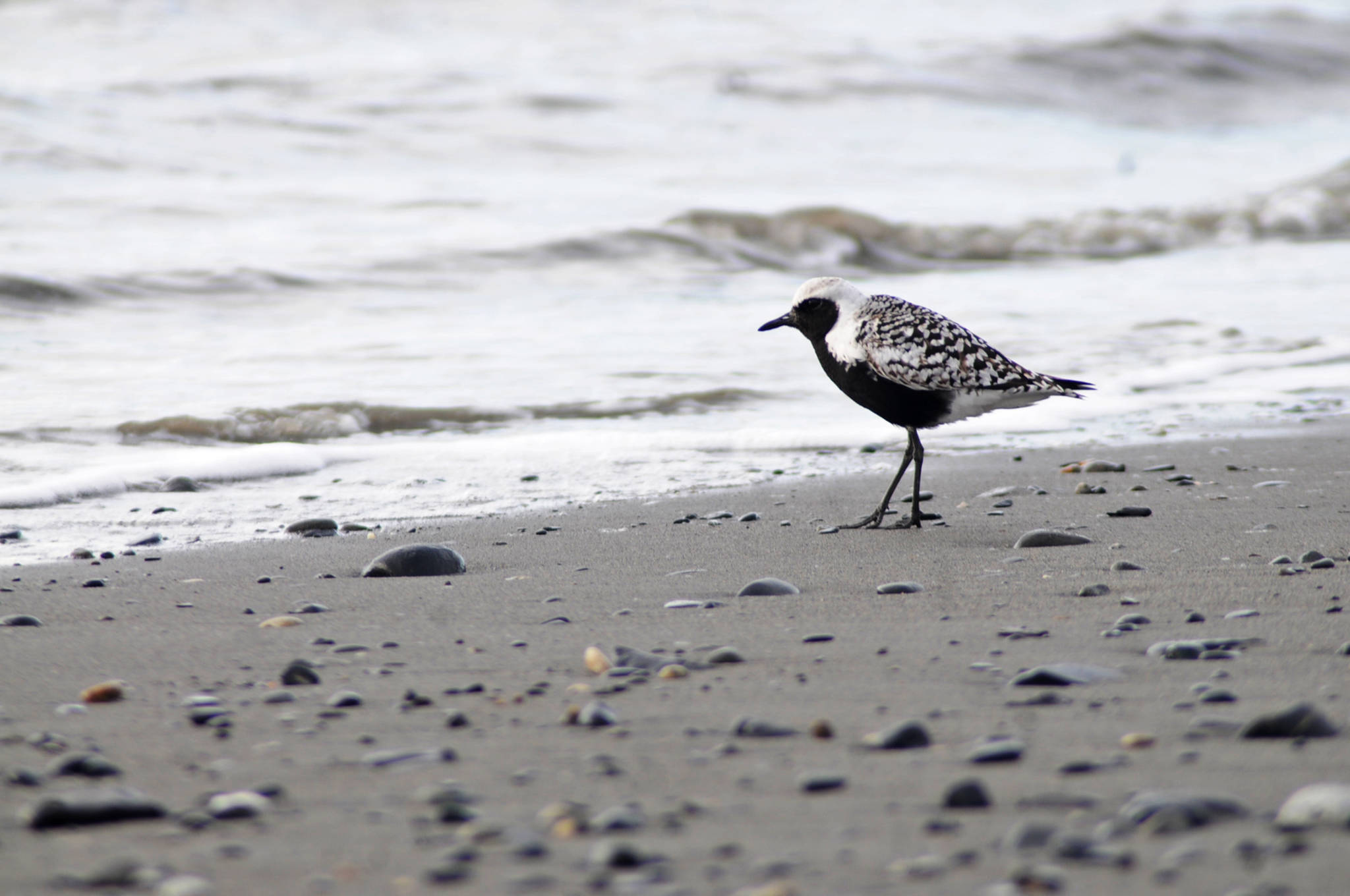 In this June 2016 photo, a shorebird looks out to sea from the north Kasilof River beach near Kasilof, Alaska. (Photo by Elizabeth Earl/Peninsula Clarion, file)