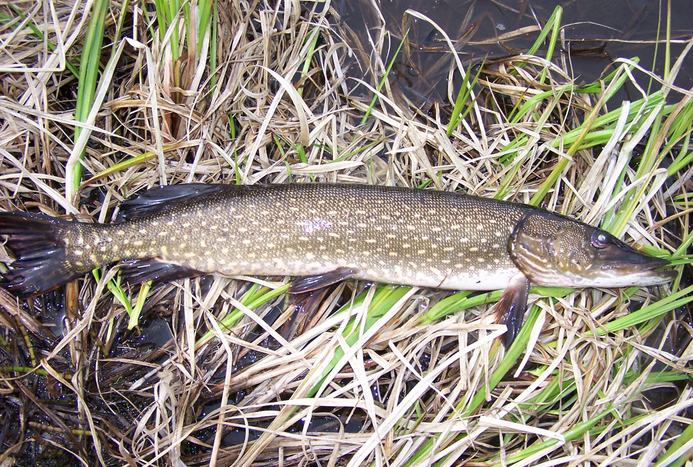 An invasive northern pike removed from Stormy Lake (Nikiski) in 2011. Pike have since been eradicated there and in many other areas on the Kenai Peninsula to protect native fisheries. (Photo provided)