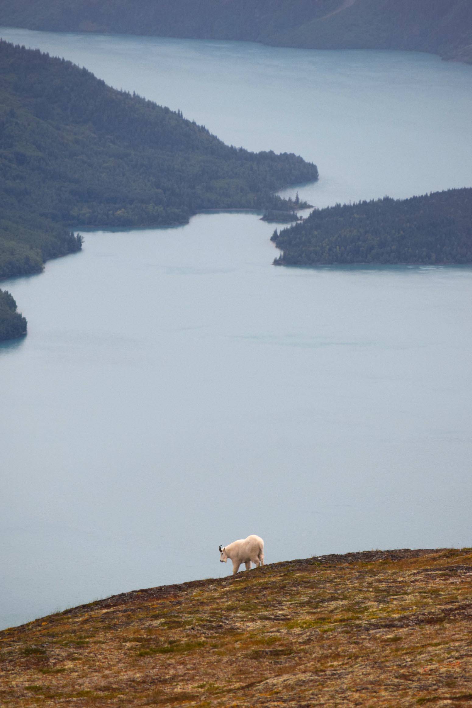 In this August 28, 2017 photo, a mountain goat descends the side of Cecil Rhode Mountain above Kenai Lake near Cooper Landing, Alaska. Mountain goats in Alaska typically live in remote alpine habitats. (Photo by Kat Sorensen/Peninsula Clarion)