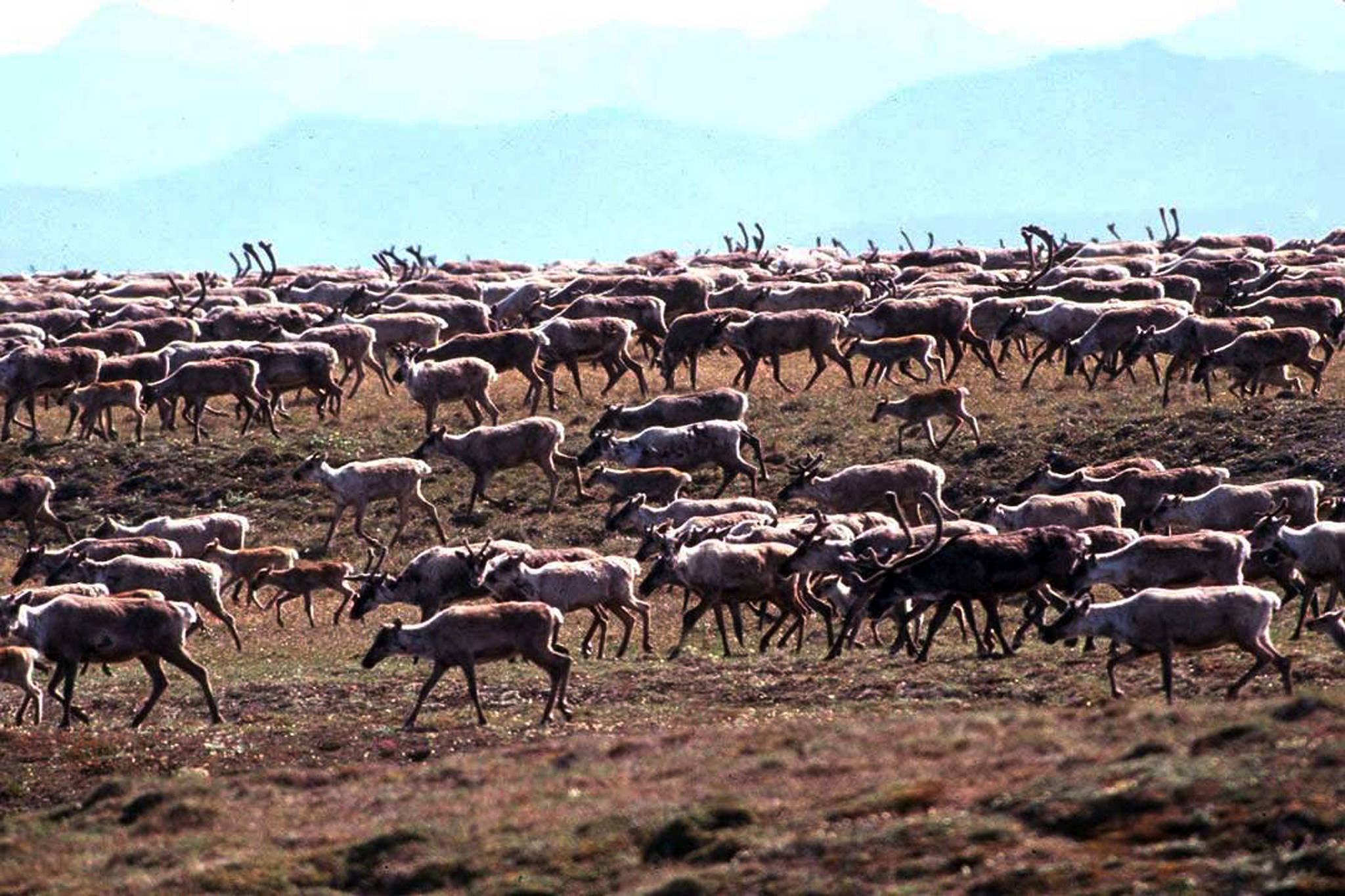 In this undated photo provided by the U.S. Fish and Wildlife Service, caribou from the Porcupine Caribou Herd migrate onto the coastal plain of the Arctic National Wildlife Refuge in northeast Alaska. A showdown is looming in the nation’s capital over whether to open America’s largest wildlife refuge to oil drilling. A budget measure approved by the Republican-controlled Congress allows lawmakers to pursue legislation that would allow drilling on the coastal plain of the Arctic National Wildlife Refuge. The refuge takes up an area nearly the size of South Carolina in Alaska’s northeast corner. (U.S. Fish and Wildlife Service via AP)