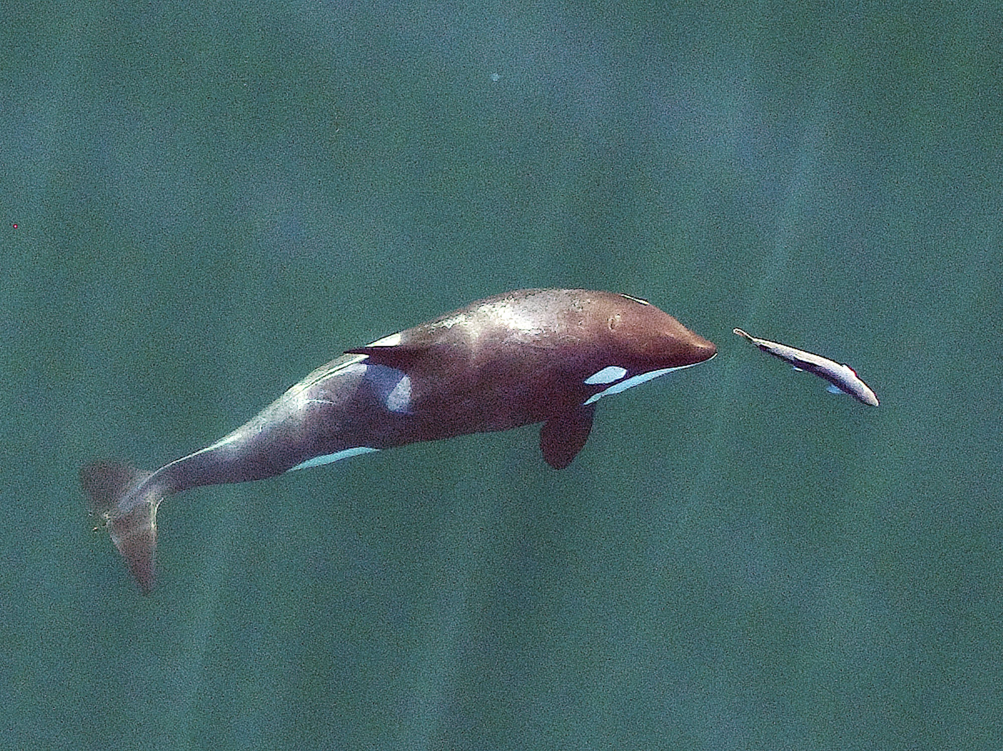 In this September photo made with a drone, a young resident killer whale chases a chinook salmon in the Salish Sea near San Juan Island, Wash. The photo, made under a National Marine Fisheries Service (NMFS) permit, which gives researchers permission to approach the animals, was made in collaboration with NOAA Fisheries/Southwest Fisheries Science Center, SR3 Sealife Response, Rehabilitation, and Research and the Vancouver Aquarium’s Coastal Ocean Research Institute. Endangered Puget Sound orcas that feed on chinook salmon face more competition from seals, sea lions and other killer whales than from commercial and recreational fishermen, a new study finds. (John Durban/NOAA Fisheries/Southwest Fisheries Science Center via AP)