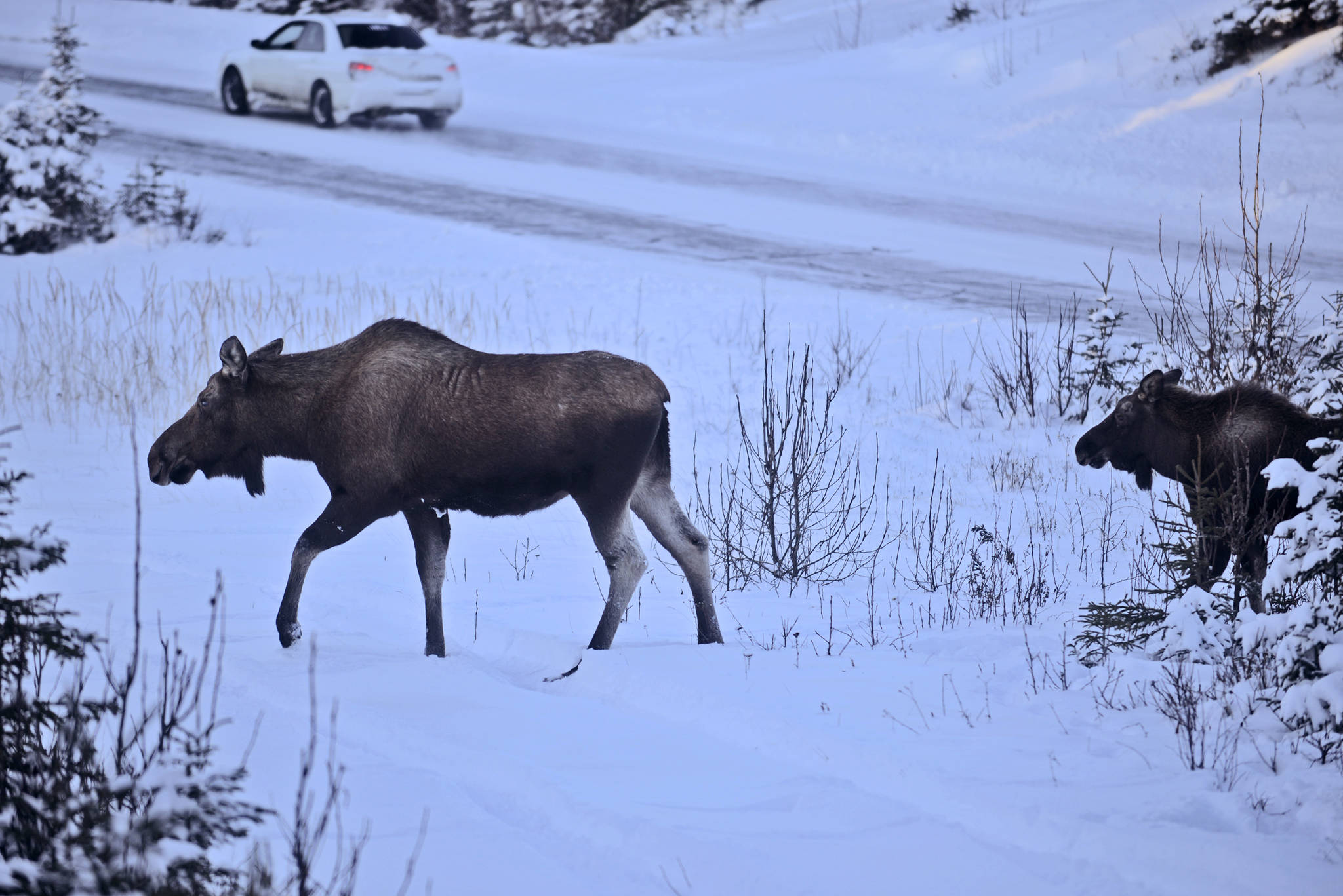 Two moose trot through deep snow to seek fresh browse near Kenai’s Floatplane Road on Monday, Nov. 20, 2017 in Kenai, Alaska. The pair were accompanied by a third, older moose (not pictured), possibly a mother. Drivers should keep in mind that moose are often accompanied by their calves through the winter — after a near miss with a moose on the road, it’s best to remember that a younger moose may follow it out of the woods. (Ben Boettger/Peninsula Clarion)