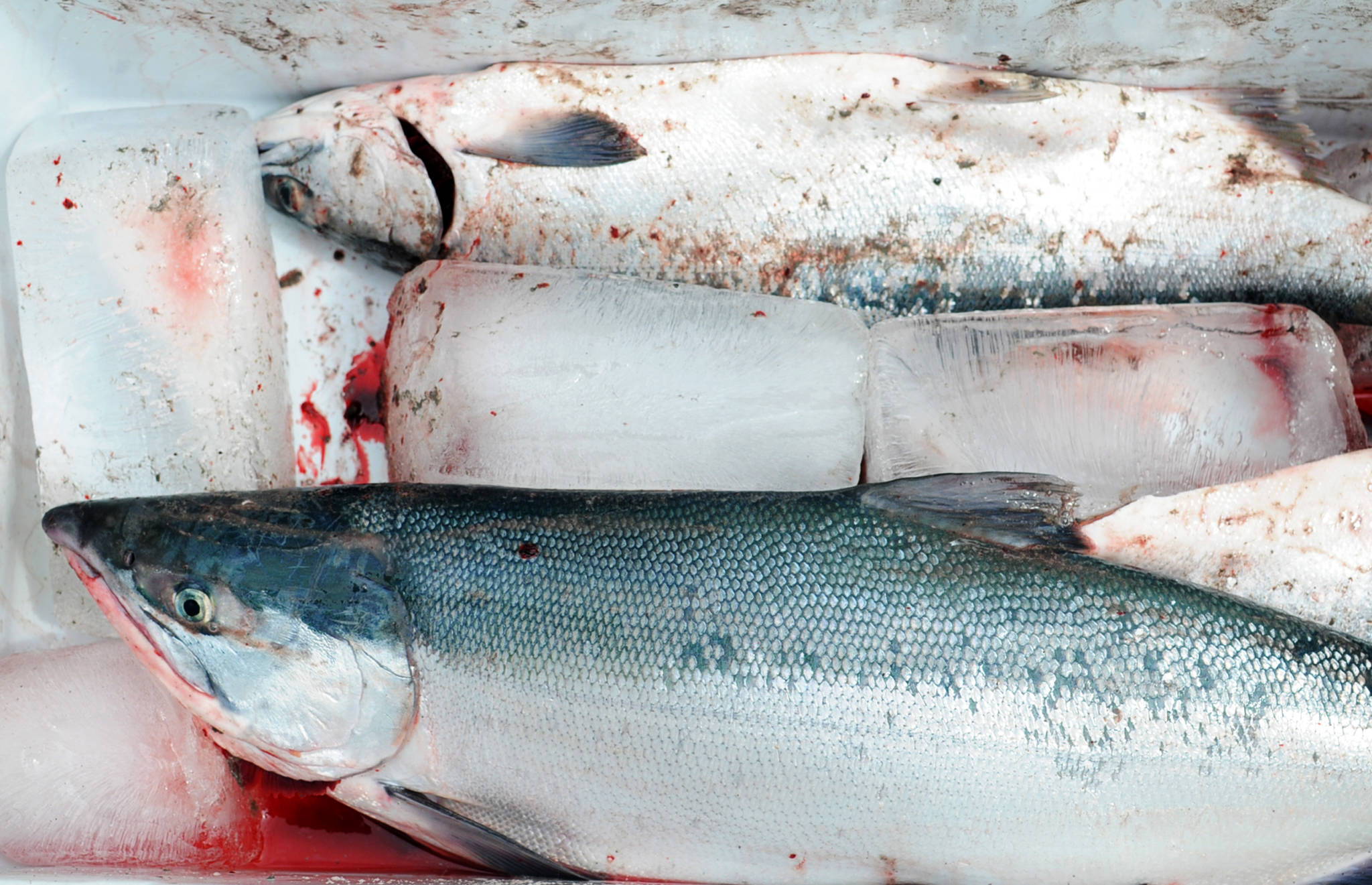 A pair of personal-use dipnet-caught sockeye chill out in a cooler on the Kenai Beach before being packed off for the day Tuesday, July 11, 2017 in Kenai, Alaska. (Photo by Elizabeth Earl/Peninsula Clarion, file)