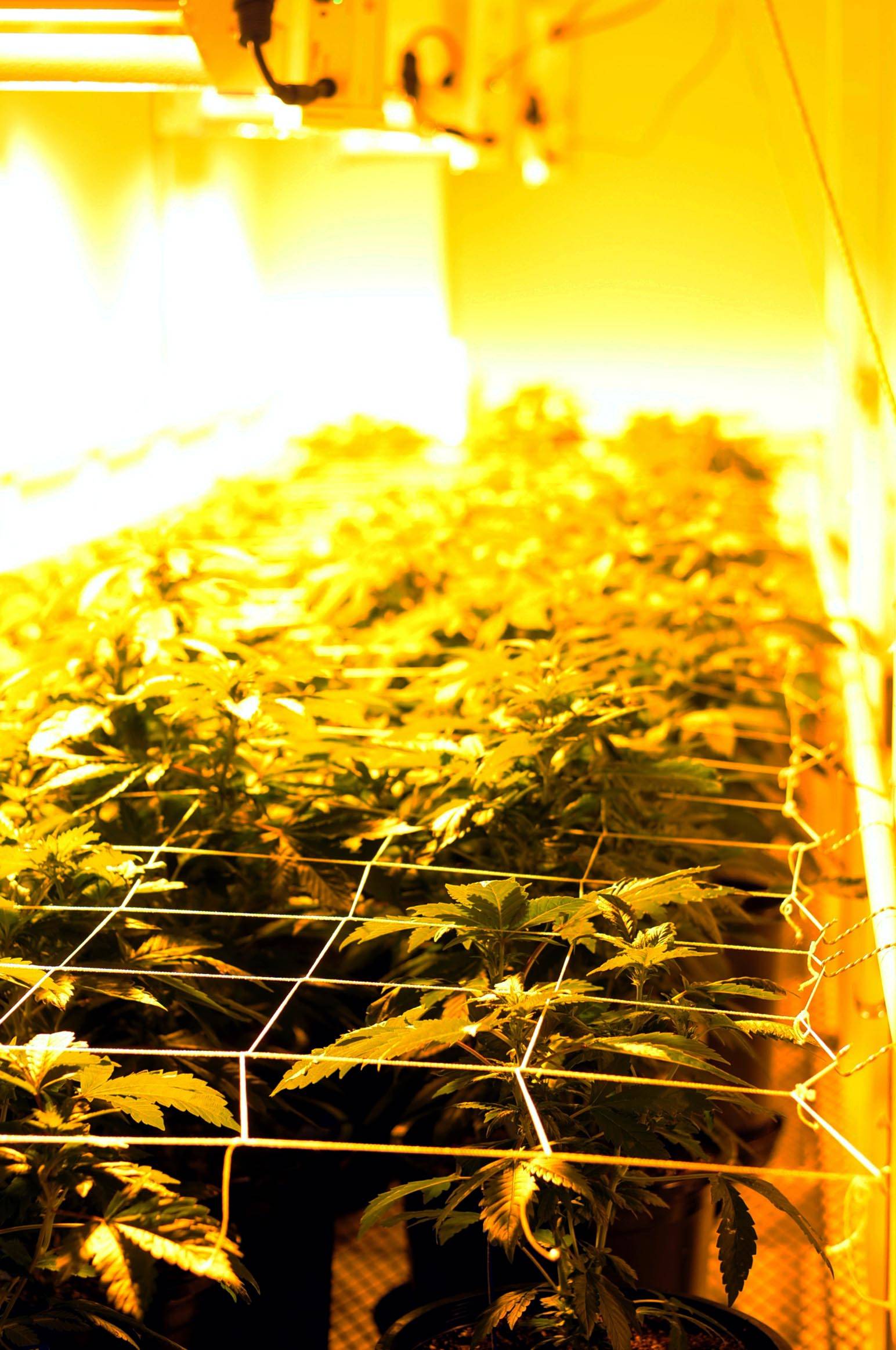 In this December 2016 photo, marijuana plants grow under heat lamps at marijuana cultivation facility Croy’s Enterprises near Soldotna, Alaska. (Photo by Elizabeth Earl/Peninsula Clarion, file)