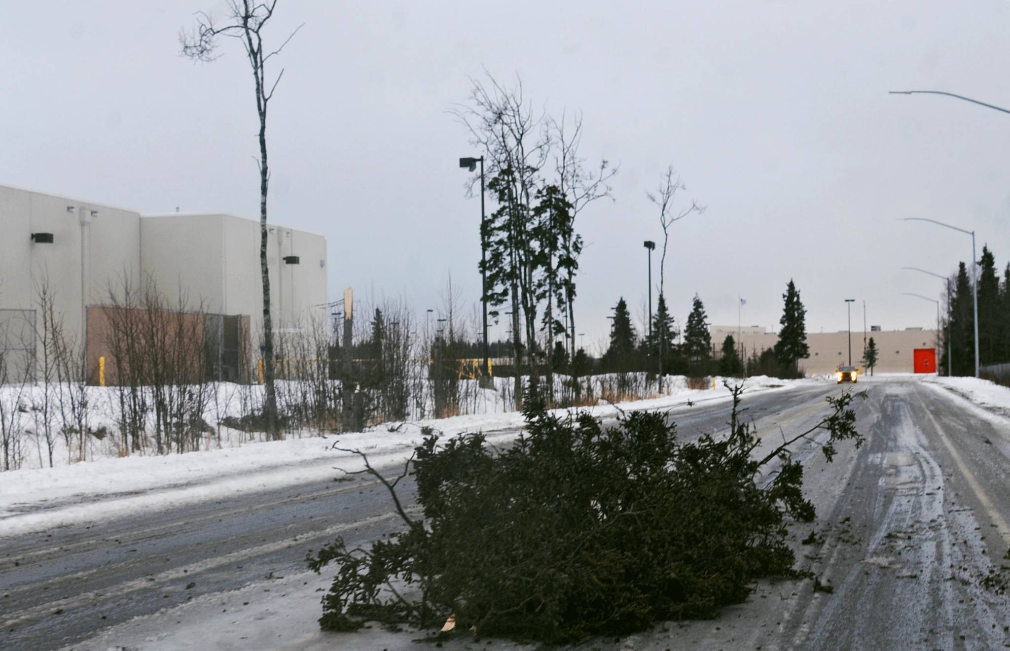 A broken black spruce tree lies in the middle of Baron Park Road behind the old Lowe’s building on Monday, Dec. 4, 2017 in Kenai, Alaska. Gusts of wind up to 55 miles per hour whipped across the western Kenai Peninsula on Monday afternoon, knocking power lines and trees down and keeping first responders busy. (Photo by Elizabeth Earl/Peninsula Clarion)