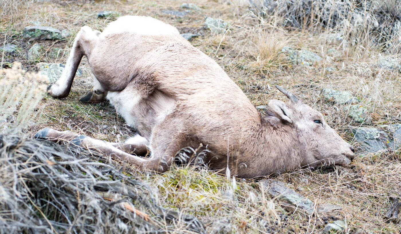 More than 30 percent of the Bighorn sheep population in Gardiner, Montana, died from pneumonia caused by Mycoplasma ovipneumoniae. (Photo by Deby Dixon)