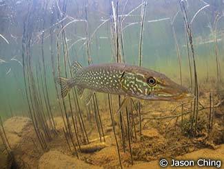 A northern pike swims in the weedy shallows of a lake. (Photo courtesy Jason Ching)