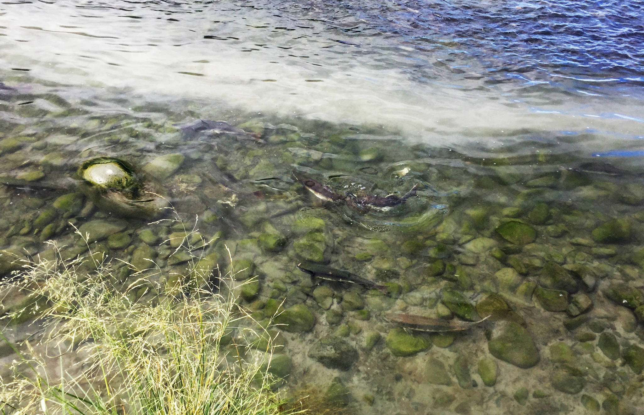 Pink salmon mill in the shallows of Resurrection Creek near its confluence with Cook Inlet on Sunday, Aug. 13, 2017 in Hope, Alaska. Pink salmon can return to the river in large numbers in the late summer and early fall. (Photo by Elizabeth Earl/Peninsula Clarion)