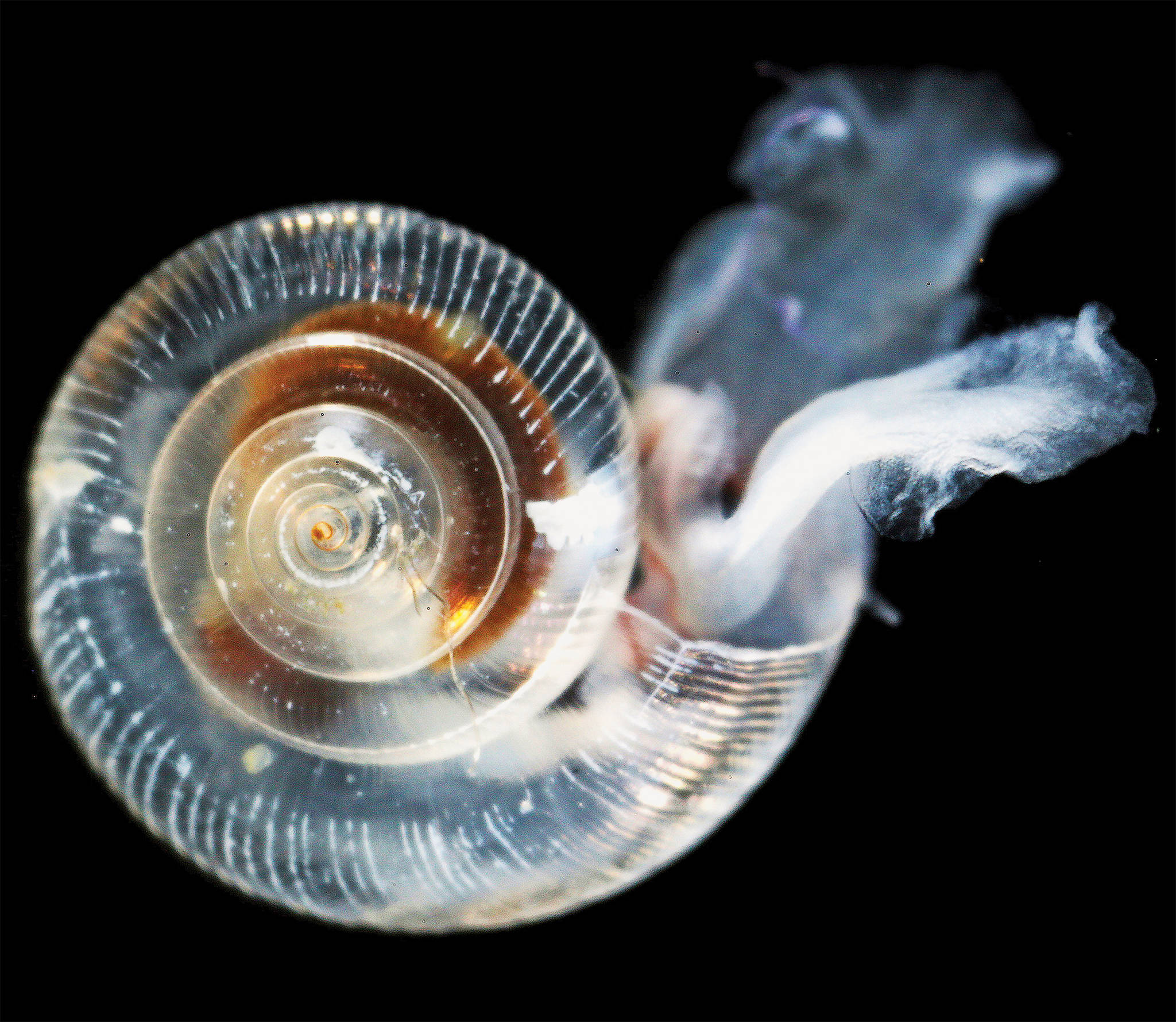 A novel approach to ocean acidification