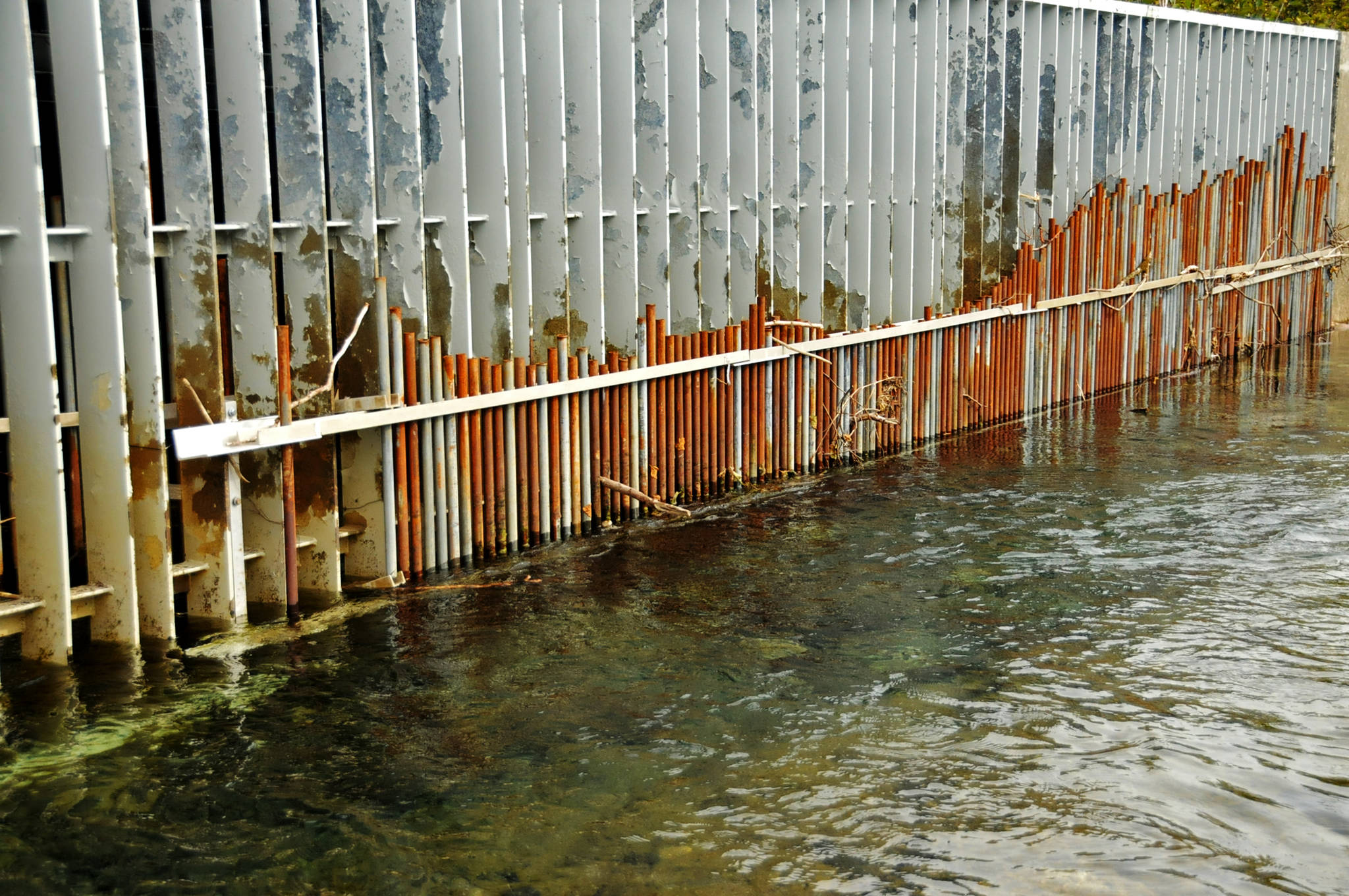 The weir at the top of Cook Inlet Aquaculture Association’s Paint River fish ladder, photographed Friday, Sept. 2, 2016 near the McNeil River Game Sanctuary, Alaska, screens fish into a small opening before allowing them to pass into the upper part of the Paint River. CIAA operates the fish ladder to allow salmon to pass into the upper reaches of the remote river system to spawn. (Photo by Elizabeth Earl/Peninsula Clarion, file)