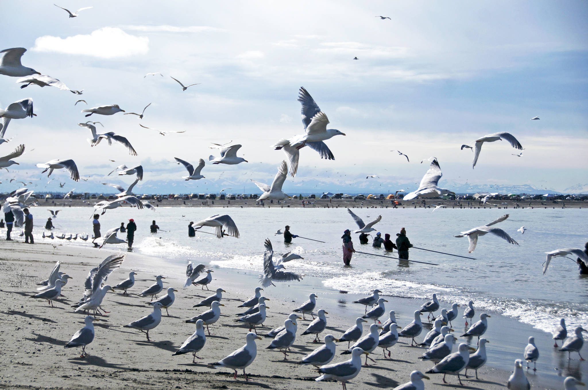 Photo by Elizabeth Earl/Peninsula Clarion Seagulls flock to where participants in the personal use dipnet fishery fish on the north beach of the Kenai River on July 10, 2016 in Kenai, Alaska.