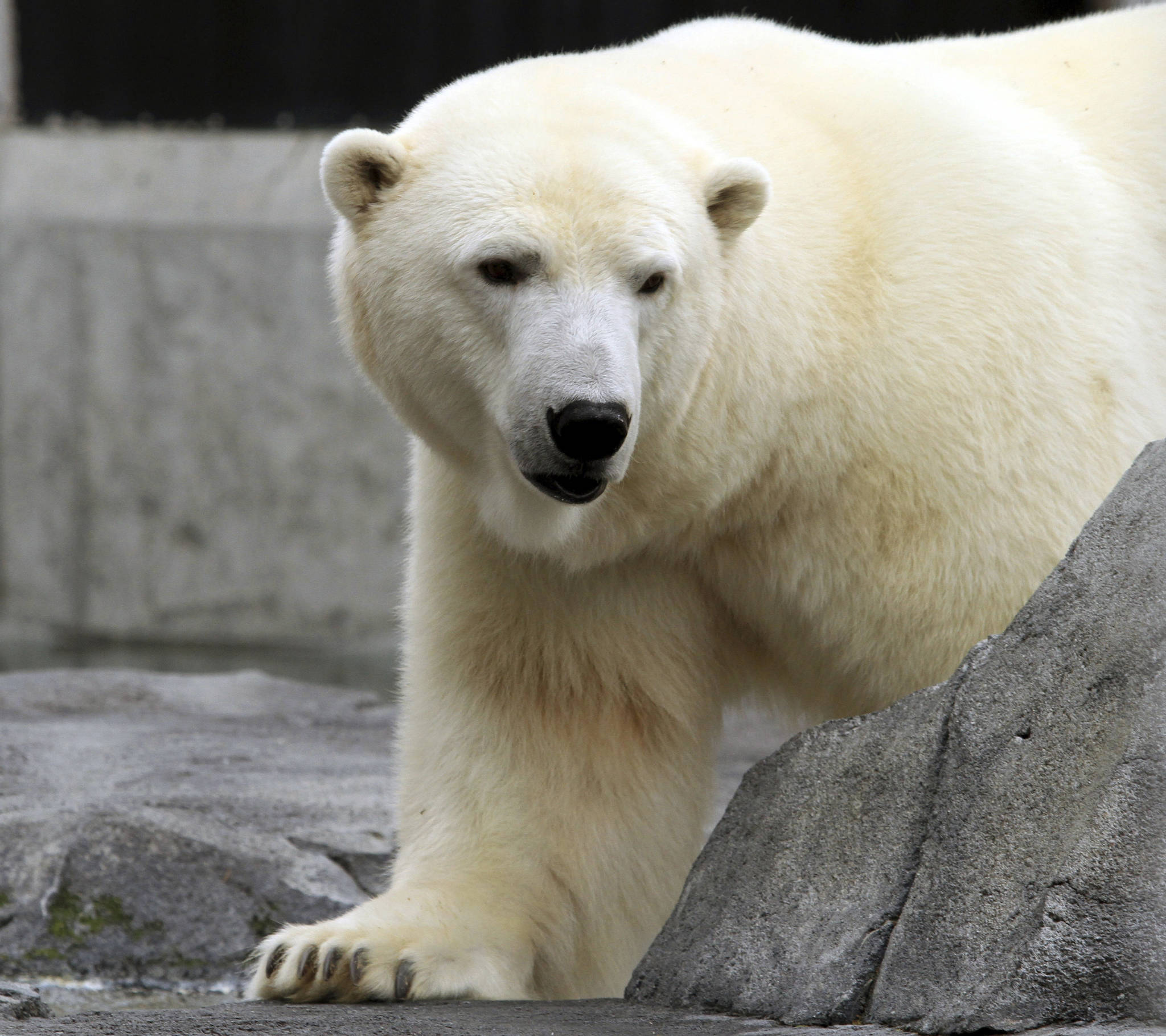 In this Sept. 5, 2012, file photo, Ahpun, a female polar bear, strolls around her cage at the Alaska Zoo in Anchorage, Alaska. The popular polar bear died unexpectedly on New Year’s Eve the zoo said Tuesday. (AP Photo/Dan Joling, File)