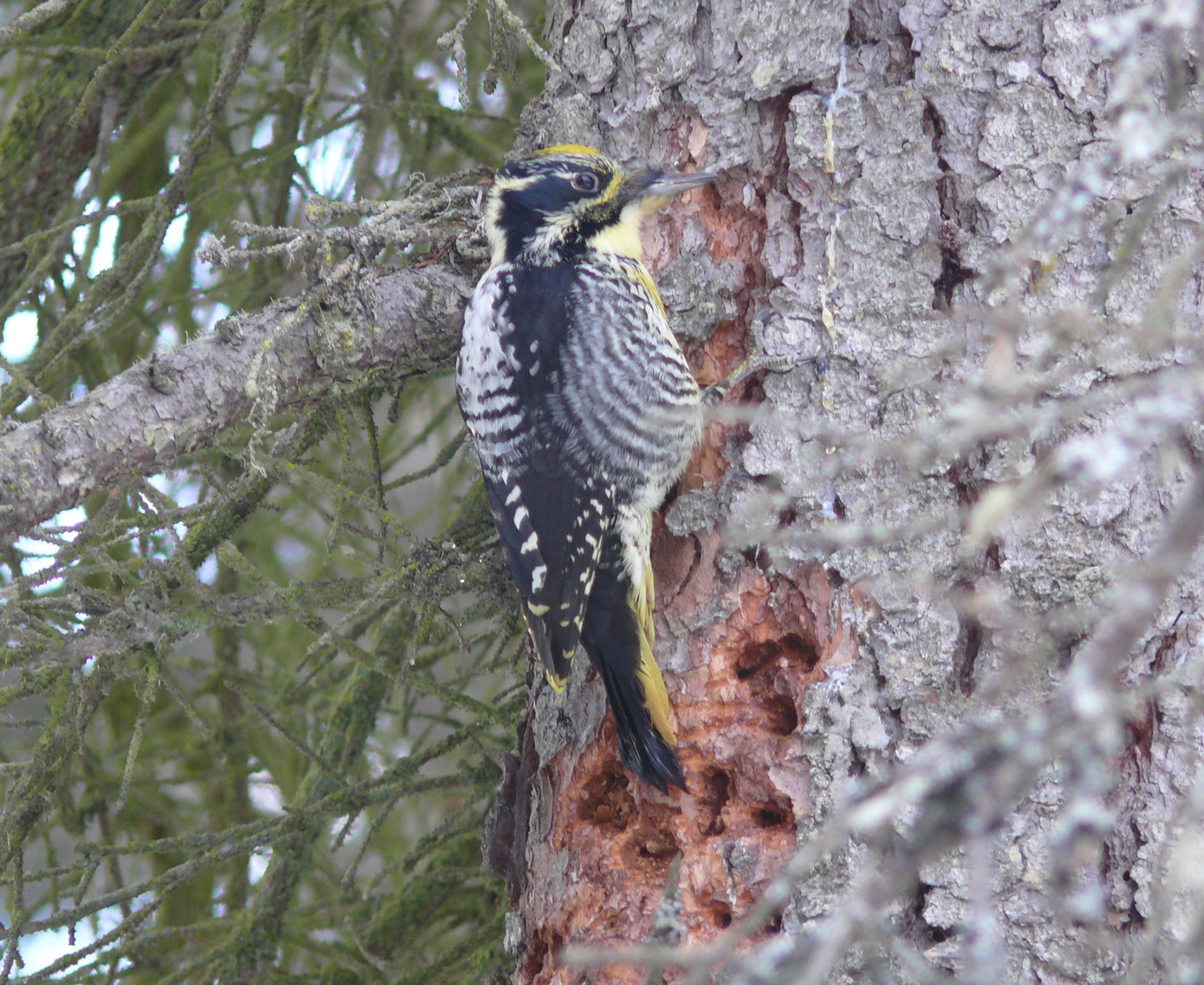 A three-toed woodpecker rattles away on a beetle-killed spruce. The yellow staining is apparent on the tail, wingtips, breast, and throat. The gold cap on its head is the normal coloration. (Matt Bowser, USFWS, Jan 28, 2017)