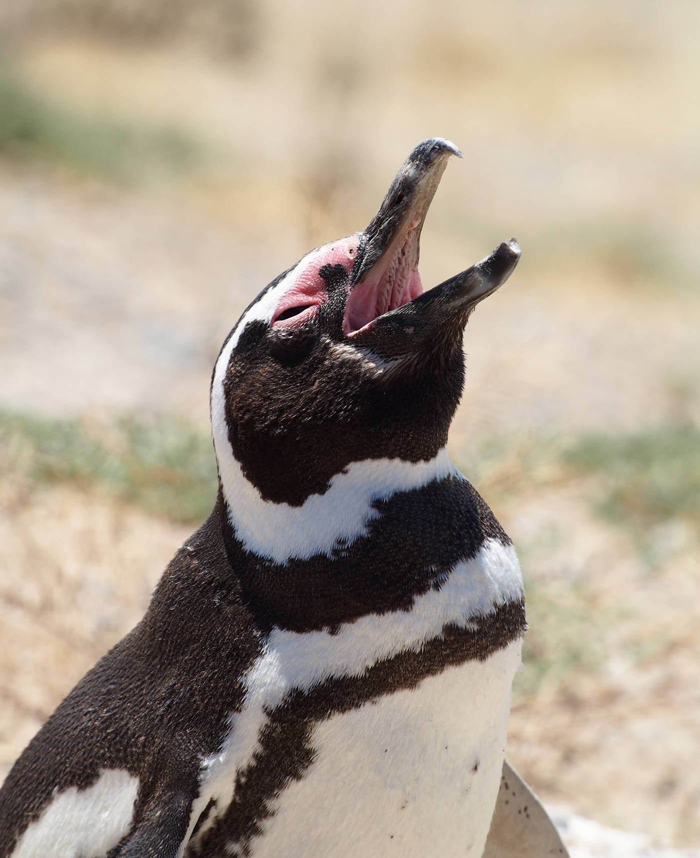 Magellanic Penguins are only found along the coast of southern South America, not Antarctica. They are named after Ferdinand Magellan, the first European (Portuguese) to navigate around the tip of South America in 1520. (Photo courtesy John &