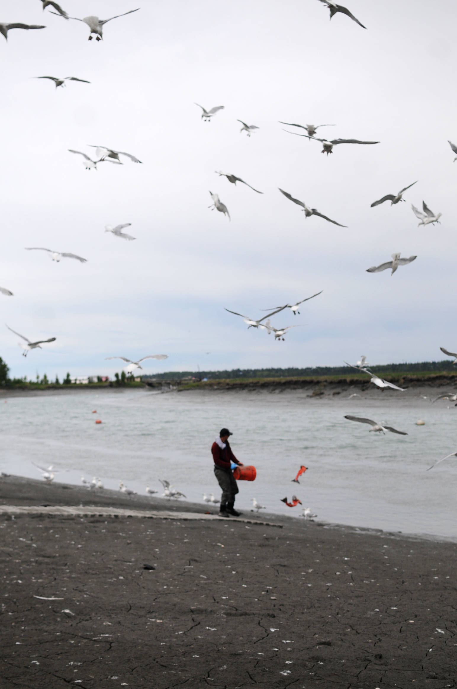 Seagulls swarm as a fishing guide tosses fish waste into the shallows of the Kasilof River on June 29, 2017 in Kasilof. (Photo by Elizabeth Earl/Peninsula Clarion, file)