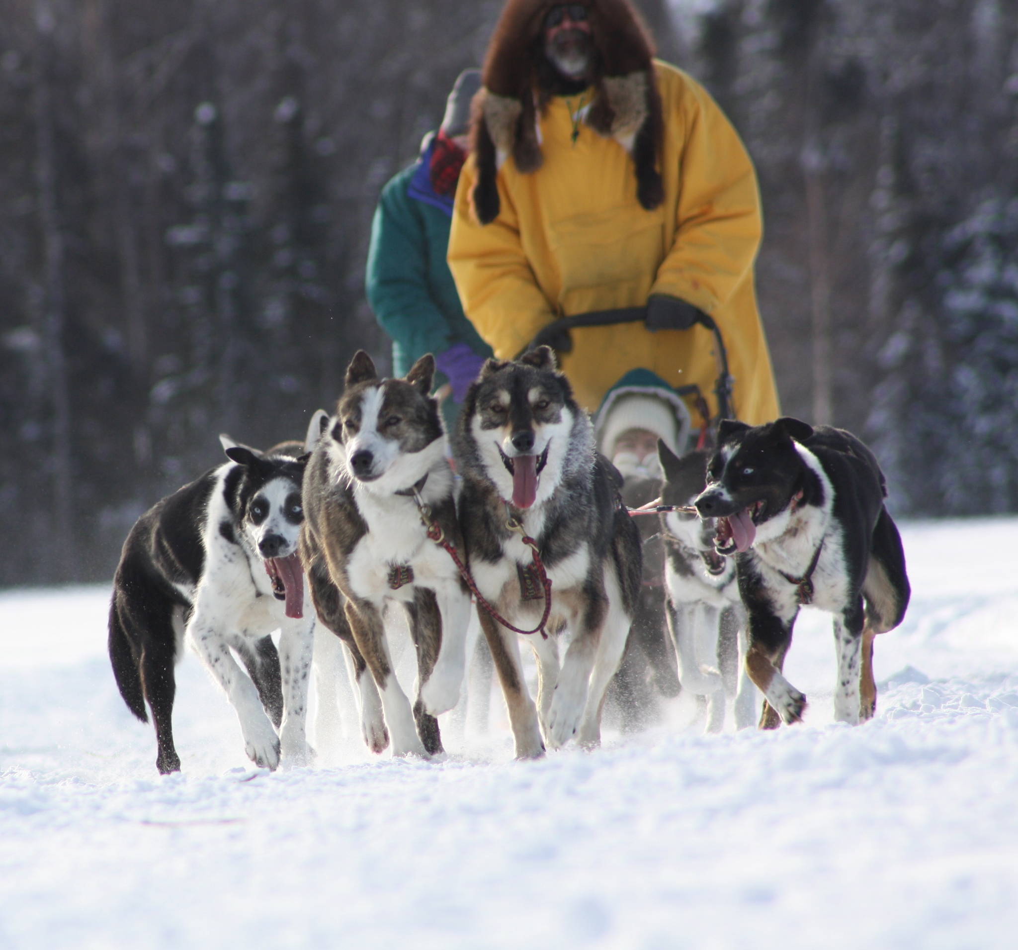 Bill Laughing-Bear, author of “An Alaskan Adventure: Tales of a Musher” and his dog sled team take a passenger for a ride. Laughing-Bear has spent many years in the dog sledding tourism industry. (Photo courtesy of Bill Laughing-Bear)