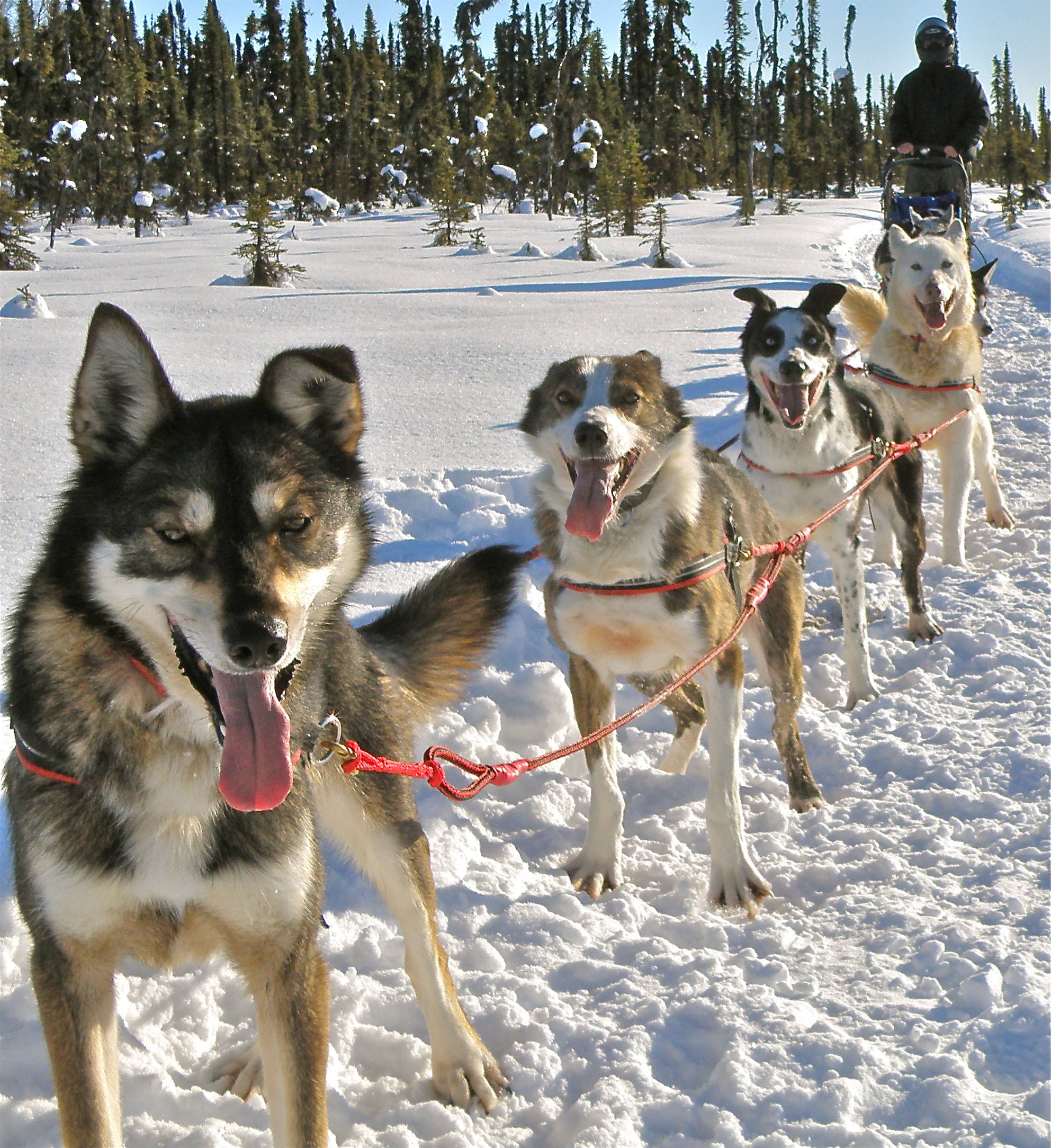 Bill Laughing-Bear, of Kasilof, and his dog sled team line up for a run. (Photo courtesy of Bill Laughing-Bear)