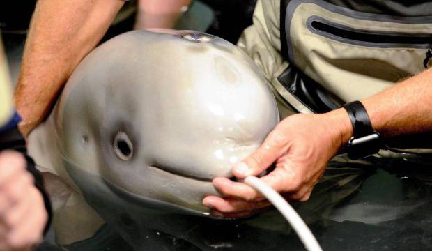Volunteers at the Alaska SeaLife Center feed a milk and electrolyte mix to a beluga calf, rescued on Sept. 30 after being stranded in Trading Bay, by holding a tube to its lips (a method they’ve found works better than bottle-feeding) on Friday, Oct. 6 in Seward, Alaska. The calf is the first Cook Inlet beluga under human care. Activities in this picture have been authorized by NOAA’s Marine Mammal Health and Stranding Response Program under the Marine Mammal Protection Act/Endangered Species Act