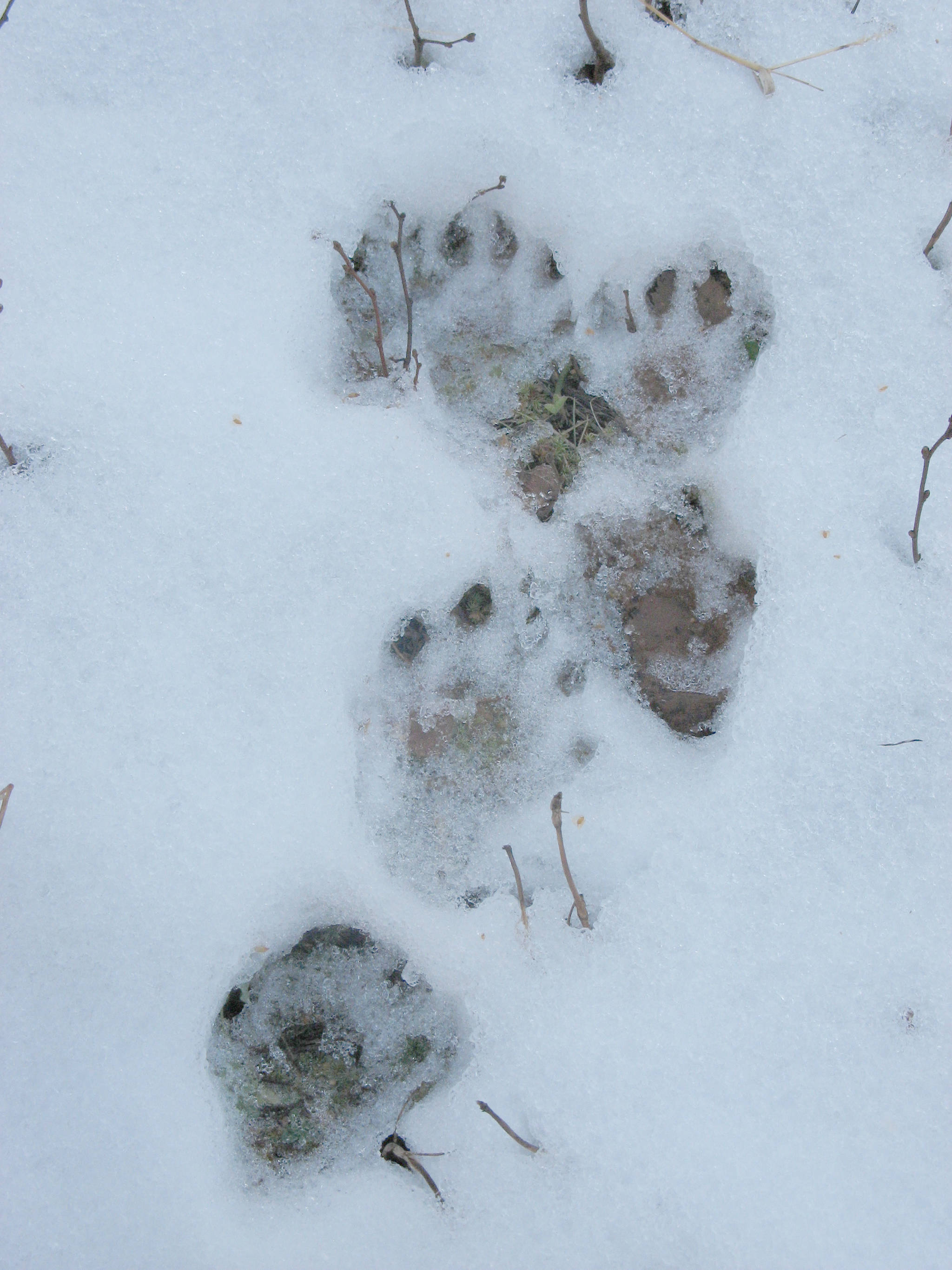 Following tracks left by American marten in the Kenai Lowlands can be a great way to experience the outdoors in winter. (Photo by Andy Baltensperger)