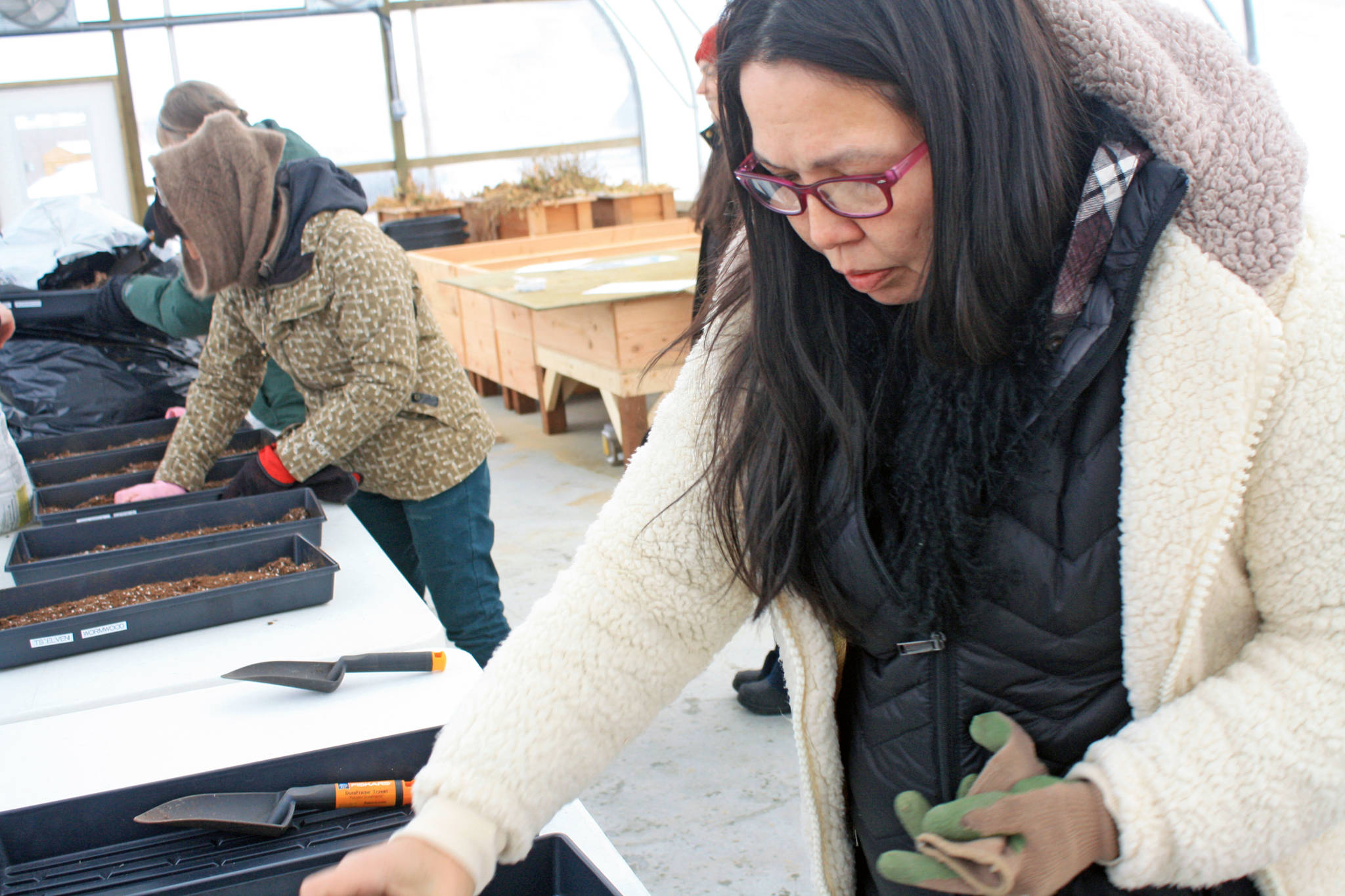 Tia Holley, a wellness consultant at the Dena’ina Wellness Center, plants seeds gathered locally at a demonstration at the wellness center’s greenhouse on Thursday, Jan. 25. (Photo by Erin Thompson/Peninsula Clarion)