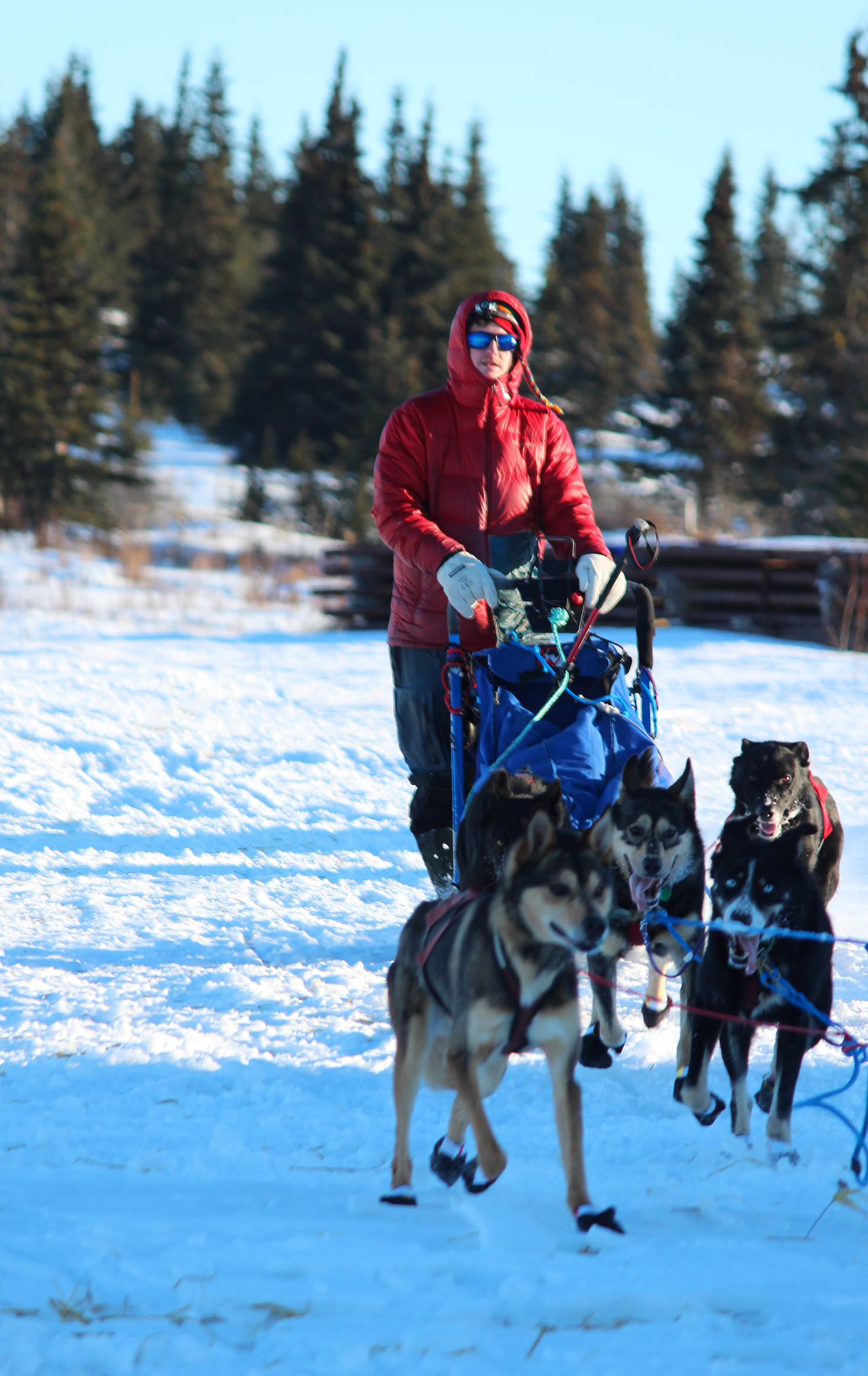 Musher Travis Beals crosses the finish line of the Tustumena 200 Sled Dog Race with his team to take second place Sunday, Jan. 28, 2018 at Freddie’s Roadhouse in Ninilchik, Alaska. Beals came in just after winner Nicolas Petit and said he used the race as training for this year’s Iditarod. (Photo by Megan Pacer/Homer News)