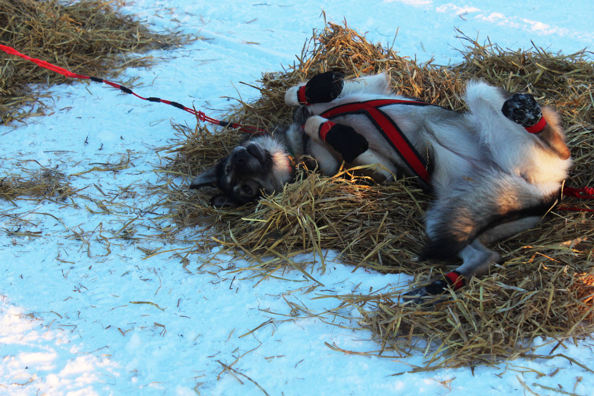 One of musher Nicolas Petit’s dogs enjoys taking a break in some hay at the first checkpoint of the Tustumena 200 Sled Dog Race on Saturday, Jan. 27, 2018 at McNeil Canyon Elementary School near Homer, Alaska. The teams will have three stops along the 100-mile loop that they will run twice to complete the race — two at McNeil Canyon and one at Freddie’s Roadhouse in Ninilchik, where the race will also end. (Photo by Megan Pacer/Homer News)