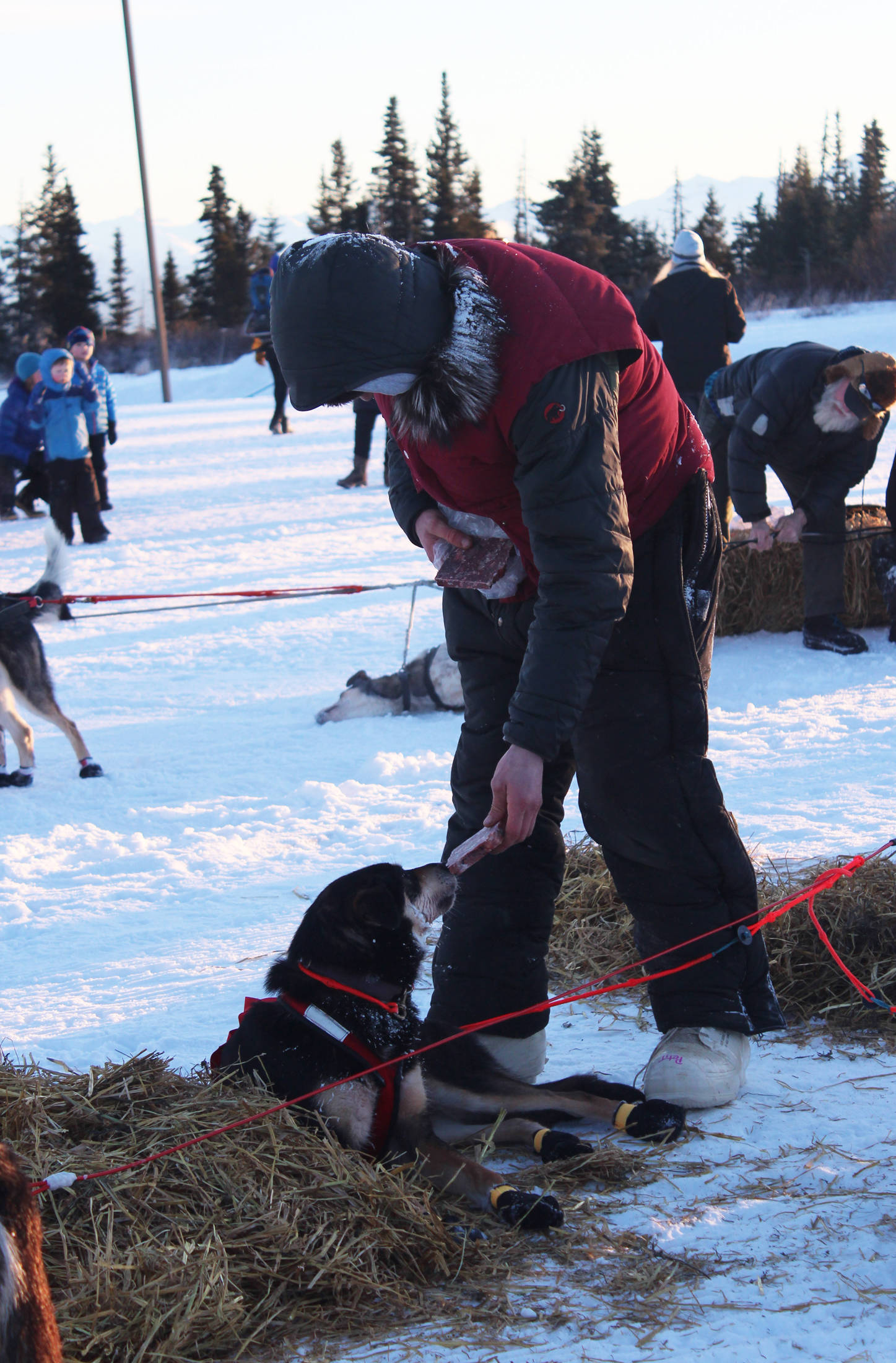Nicolas Petit feeds a frozen piece of meat to one of his dogs while the rest at a checkpoint in the Tustumena 200 Sled Dog Race on Saturday, Jan. 27, 2018 at McNeil Canyon Elementary School near Homer, Alaska. Each musher must spend a minimum of 10 hours resting throughout the race at any of three checkpoints. (Photo by Megan Pacer/Homer News)
