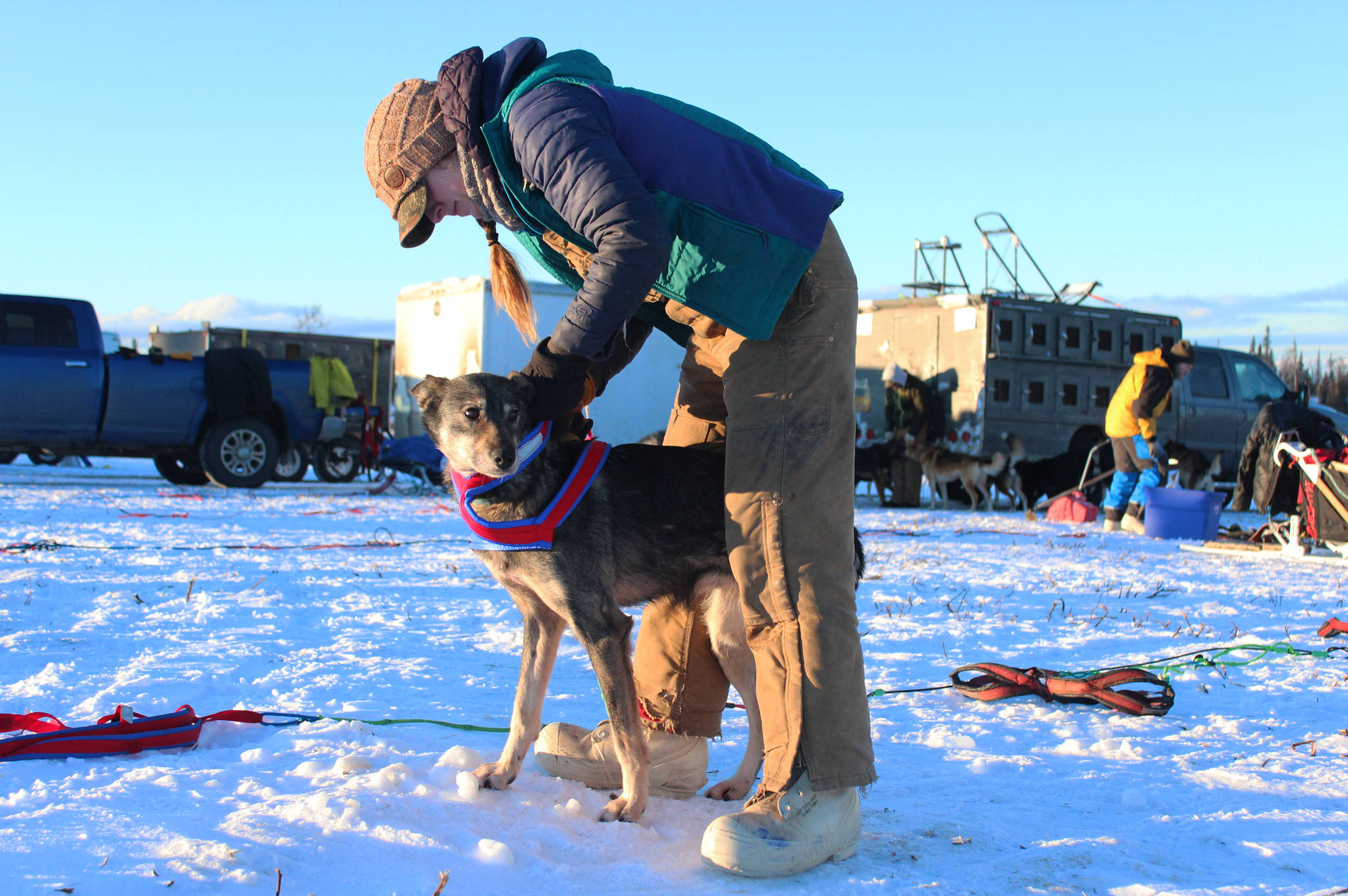 Musher Emily Maxwell puts a harness on one of her lead dogs, Beemer, before the start of this year’s Tustumena 200 Sled Dog Race Saturday, Jan. 27, 2018 at Freddie’s Roadhouse in Ninilchik, Alaska. This is Maxwell’s first time running the T200, which returned last year after being canceled for three years in a row due to lack of snow. (Photo by Megan Pacer/Homer News)