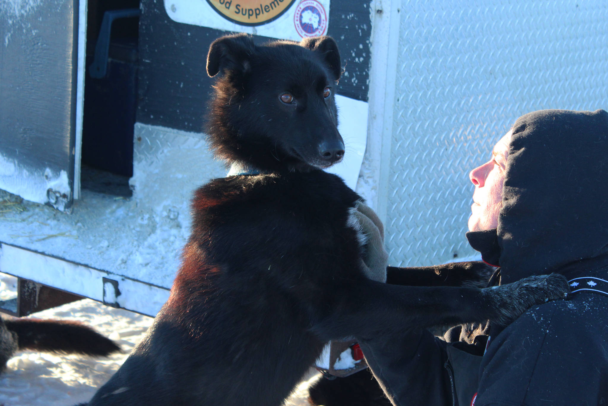 Mohawk, one of musher Lance Mackey’s dogs, takes comfort from handler Brooke Thompson before the start of this year’s Tustumena 200 Sled Dog Race on Saturday, Jan. 27, 2018 at Freddie’s Roadhouse in Ninilchik, Alaska. (Photo by Megan Pacer/Homer News)