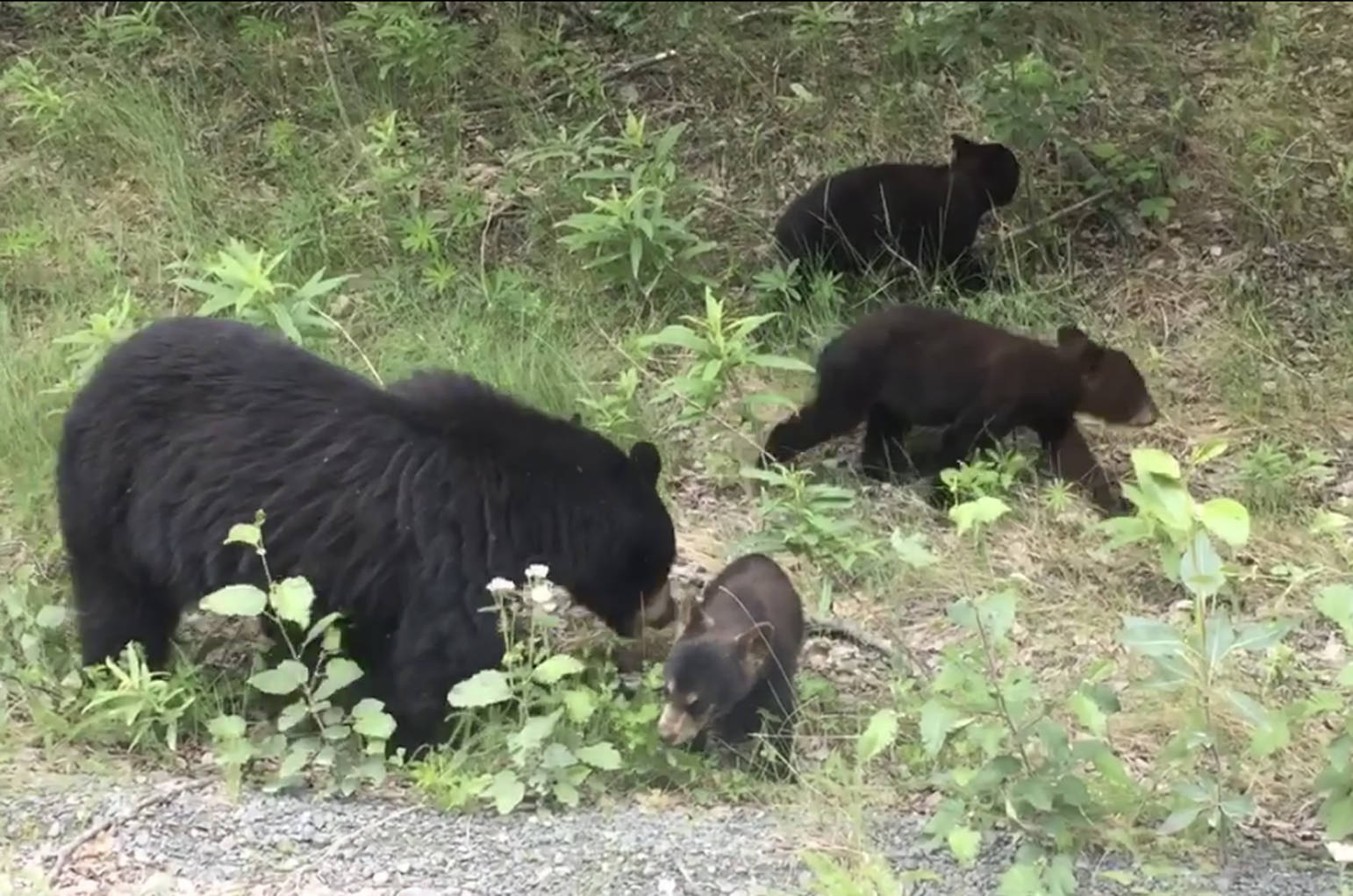 A black bear mother and her three cubs on Skilak Lake Road in the Kenai National Wildlife Refuge (July 2017). Delayed implantation of the fertilized egg prevents pregnancy from starting until late fall, several months after mating. (Photo courtesy Kenai National Wildlife Refuge)