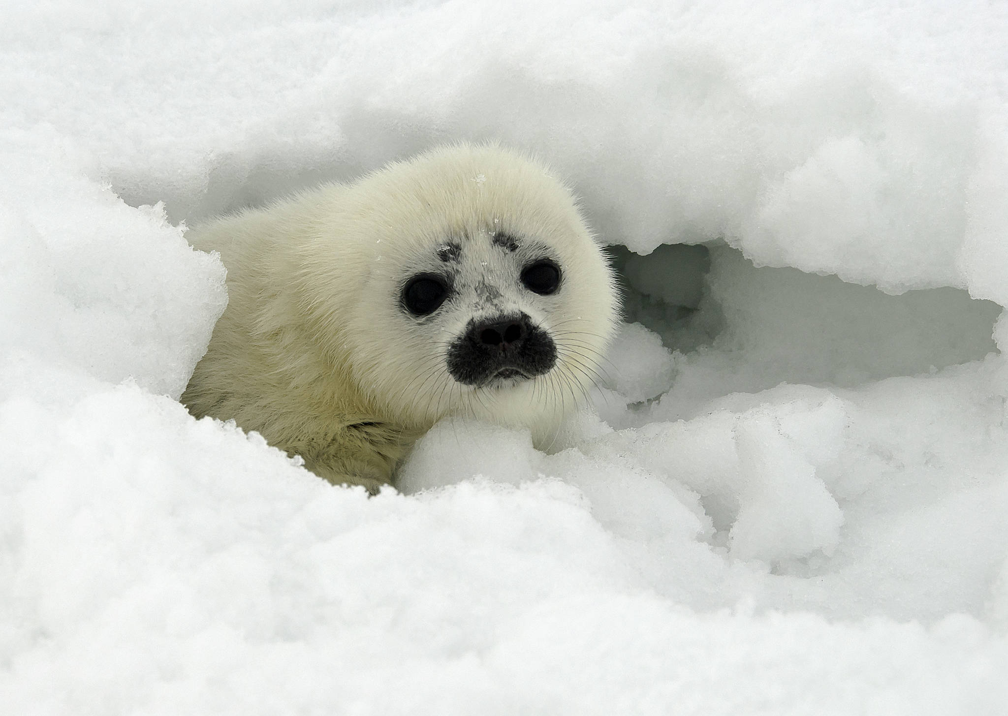Appeals Court: Arctic ringed seals are threatened species