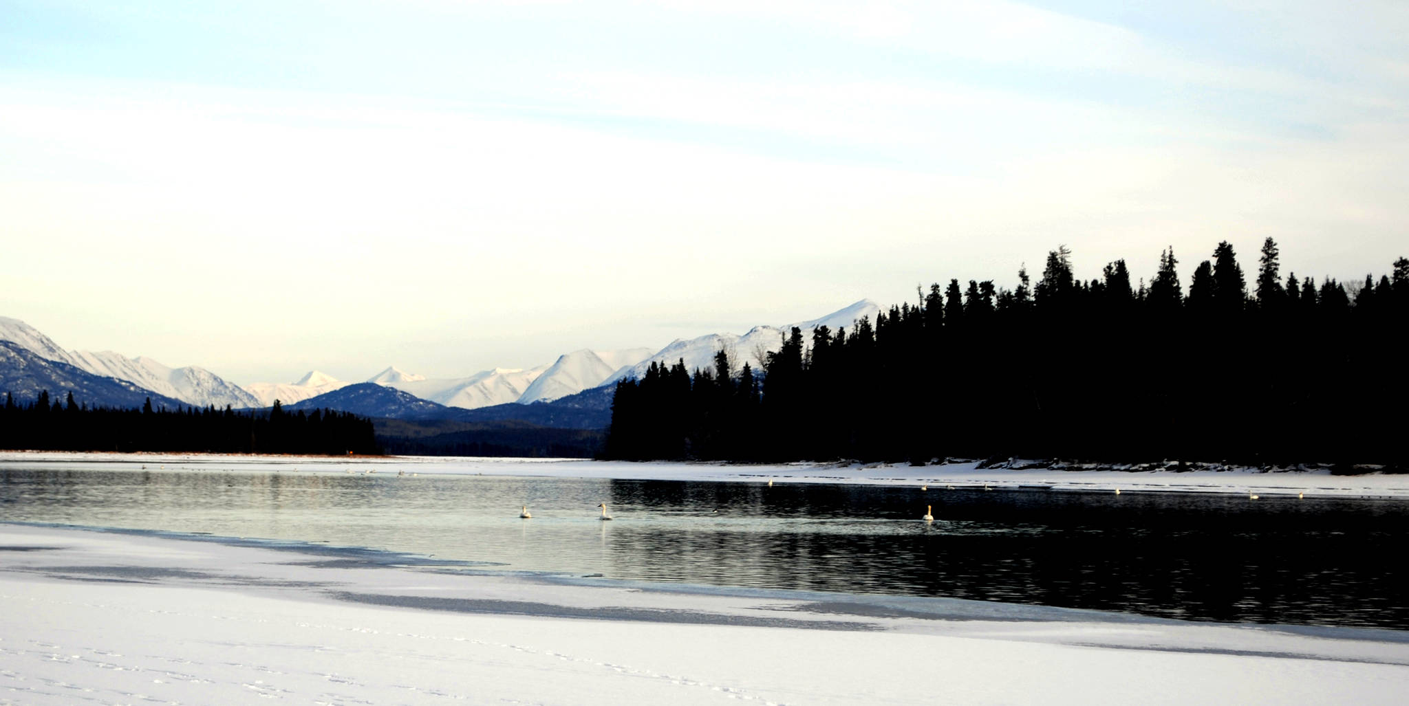 Swanning around Skilak Swans swim atop the Kenai River below Skilak Lake on Tuesday. Trumpeter swans have been surveyed on the Kenai National Wildlife Refuge since 1957, when only 20 pairs were nesting on the peninsula. At this section of the Kenai River, motorized boats are restricted which is a big help for the spring-staging swans in the area. (Photo by Kat Sorensen/Peninsula Clarion)