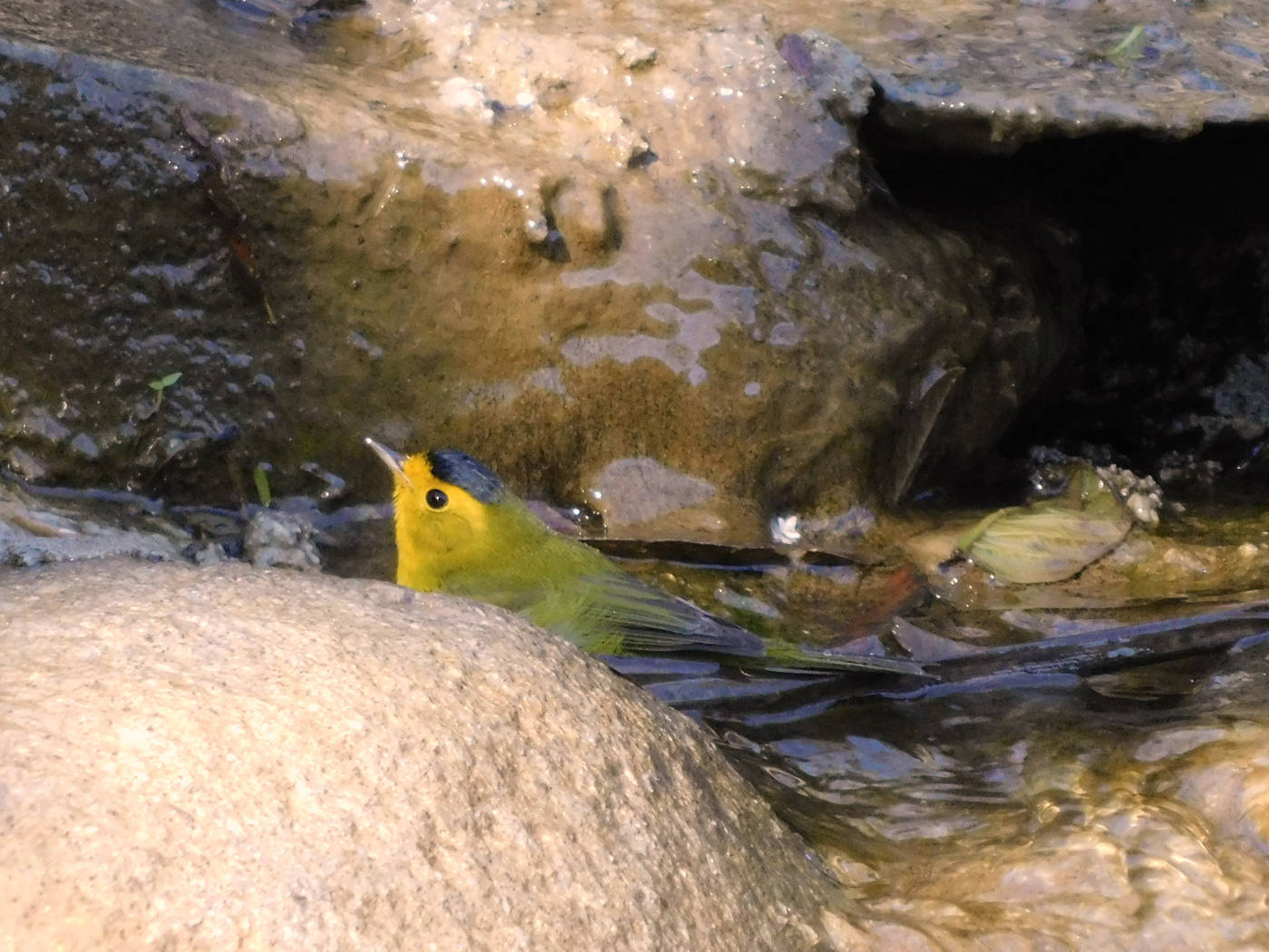 A male Wilson’s Warbler bathes in a small waterfall, Santa Elena, Costa Rica February 20, 2018 (T. Eskelin).