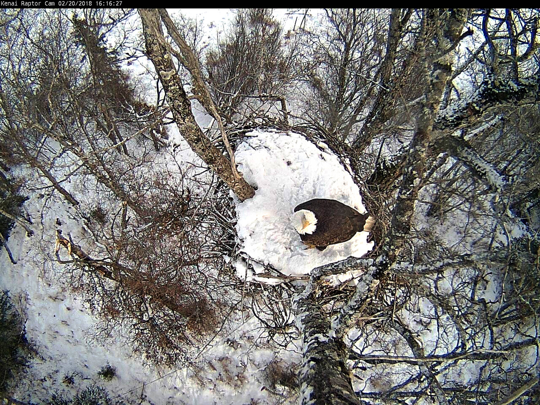 An eagle perches in the nest overseen by the city of Kenai’s streaming Eagle Cam on Tuesday, Feb. 20, 2018 in Kenai, Alaska. The camera — located on the property of a Kenai resident who remains anonymous to protect the eagles from harassment — streamed online for the first time last July, drawing about 2 million viewer-minutes. On Wednesday, the Kenai city council voted unanimously to spend $1,600 on an upgraded camera for the site. Though the feed is only public in the summer, it still streams into Kenai City Hall, where Kenai information technology manager Dan Castimore took this recent capture. (Courtesy City of Kenai).