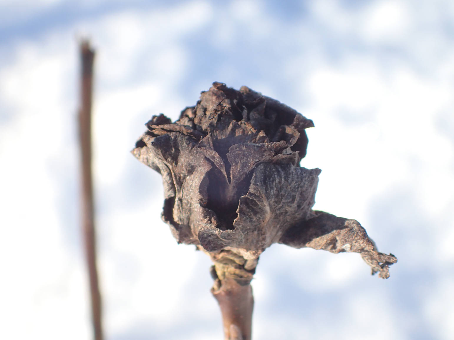 A willow rose on a Barclay willow near the Sterling Highway in Soldotna, February 28. Note in the background a stem from the same willow that was browsed by a moose; the rose gall was not eaten. (USFWS photo/Matt Bowser)