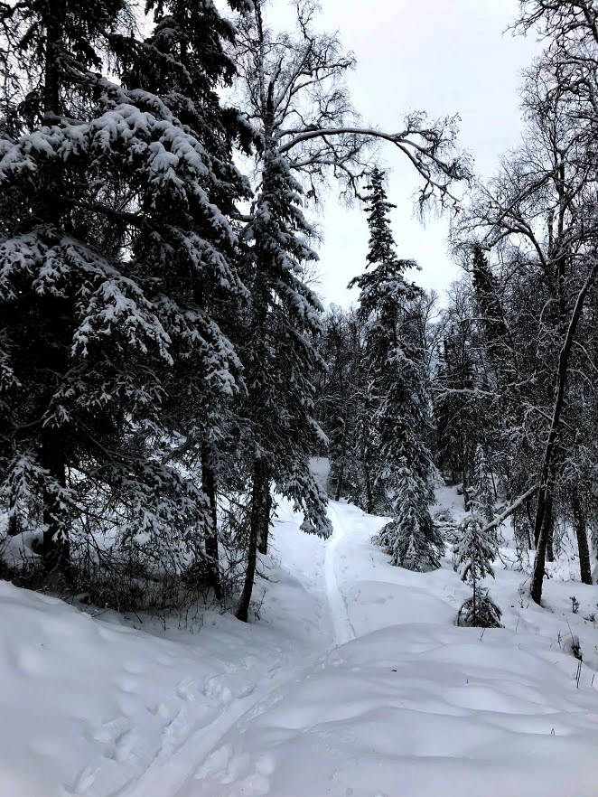 The single track on Tsalteshi Trails offers the chance for snowshoeing and fat biking during the winter while the main trails are open only for skiing. (Photo by Kat Sorensen/Peninsula Clarion)