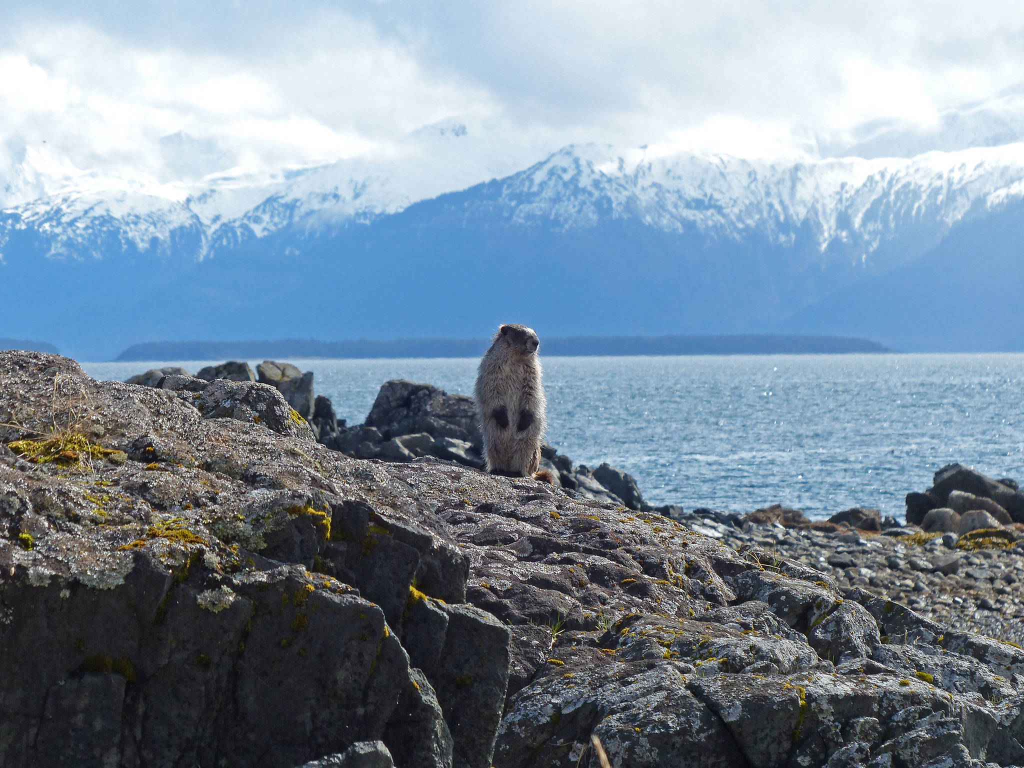 This rodent has a lot to say about climate change