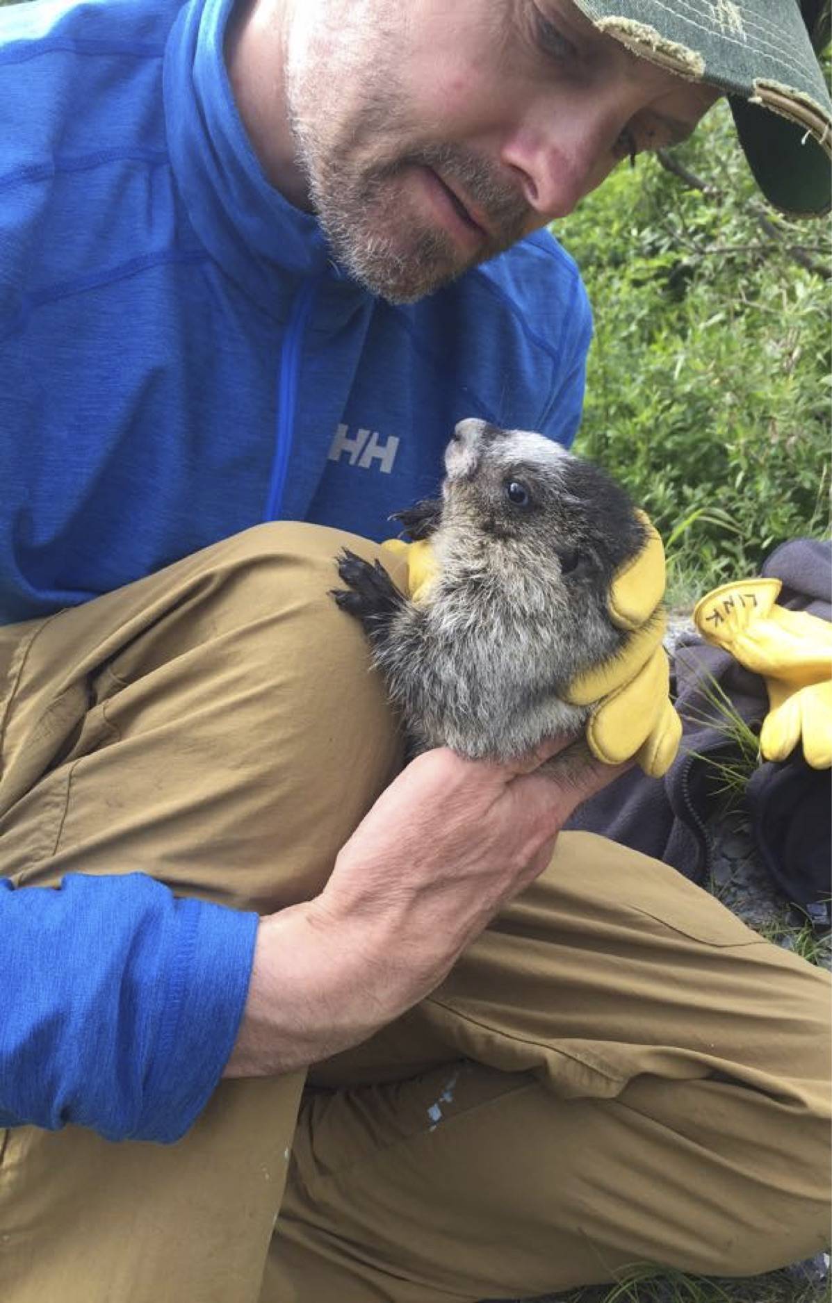 University of Alaska professor and UA Museum of the North curator Dr. Link Olson works with a baby marmot during a scientific study. (Courtesy photo | Kyndall Hildebrandt)