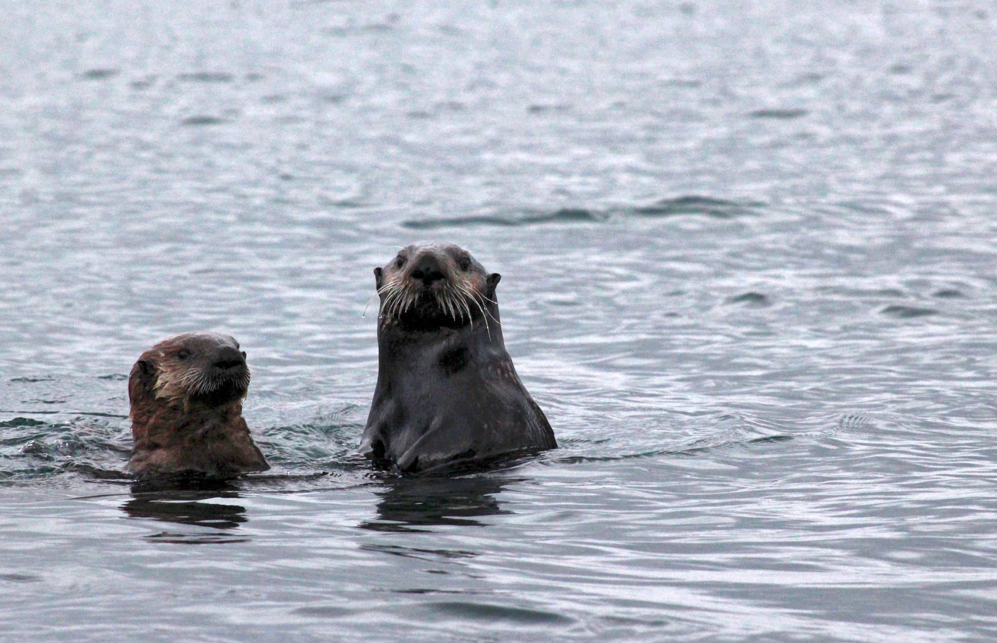 In this September 2016 photo, sea otters float in Kachemak Bay near Hesketh Island near Homer. (Photo by Ben Boettger/Peninsula Clarion)