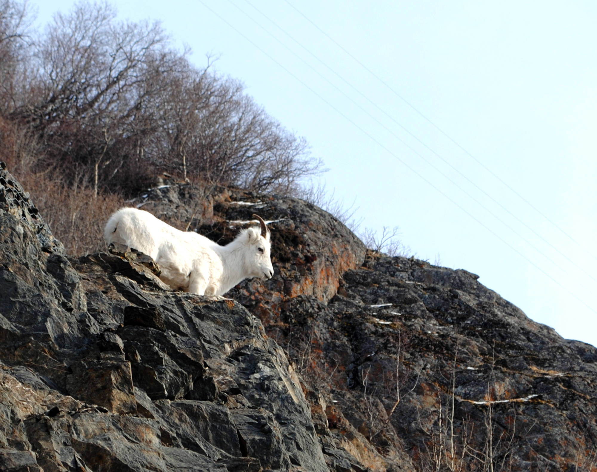 A young dall sheep scales the rockface along the Seward Highway near Girdwood in March. (Photo by Kat Sorensen/Peninsula Clarion)